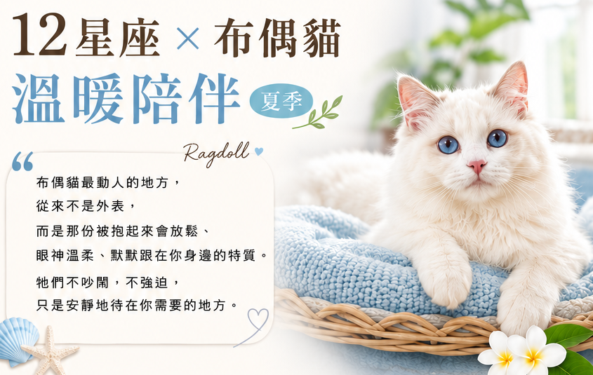 12星座X布偶貓溫暖陪伴(適合夏季星座)