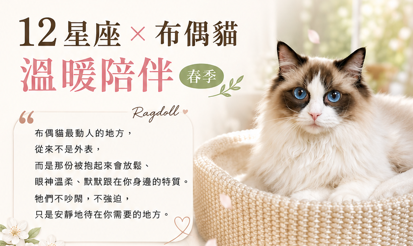 12星座X布偶貓溫暖陪伴(適合春季星座)