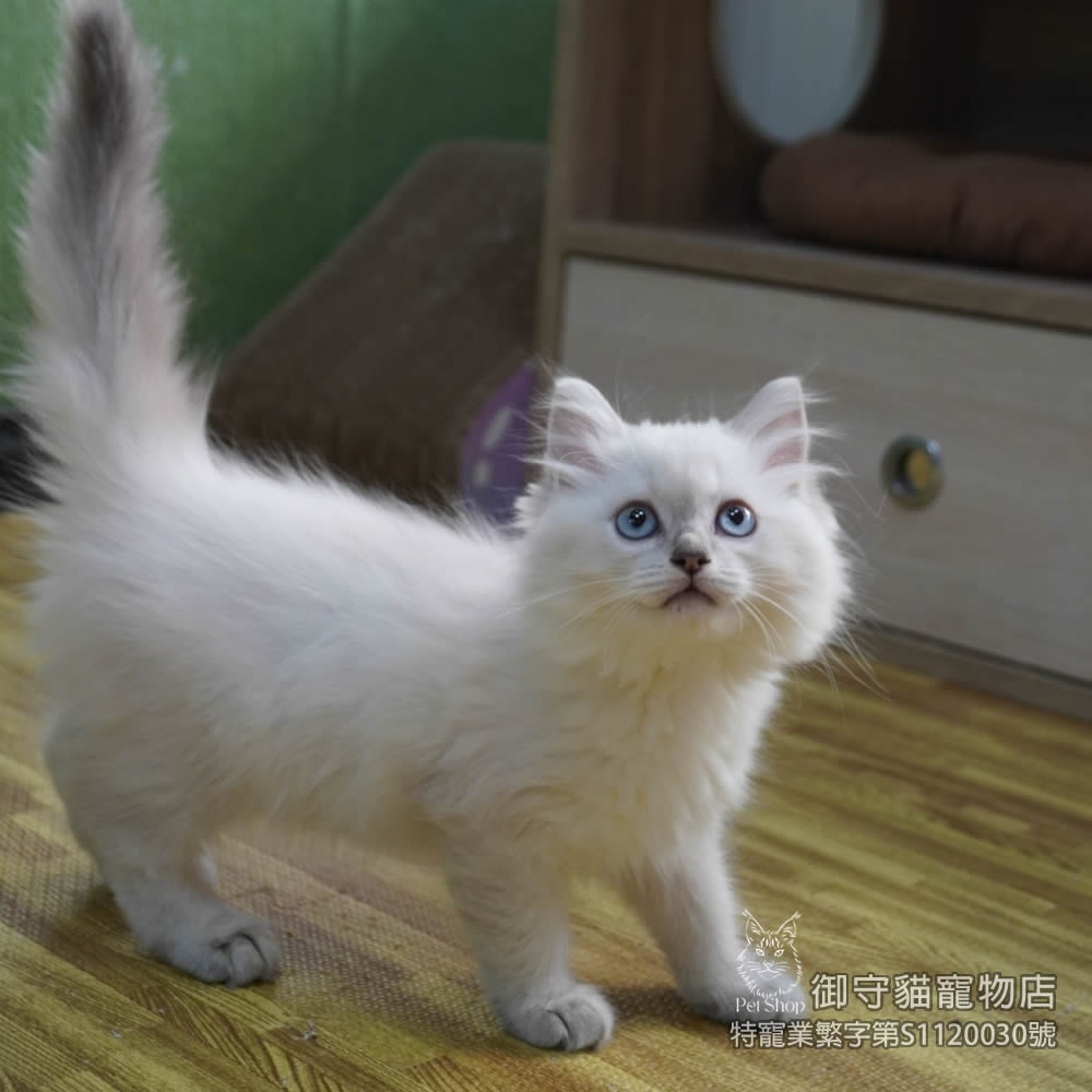 449藍重點色布偶貓妹妹 ​生日2025/12/30