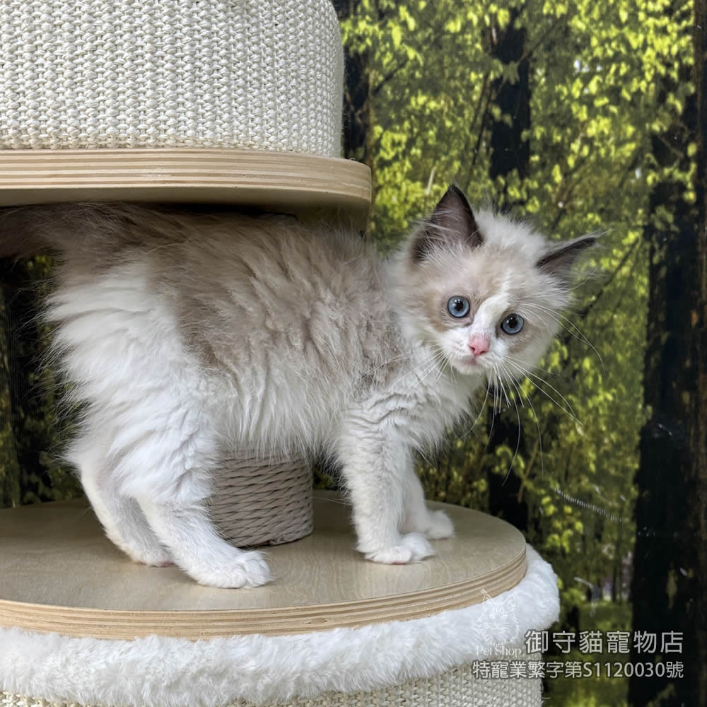 443海雙滿背布偶貓弟弟 ​生日2025/12/26