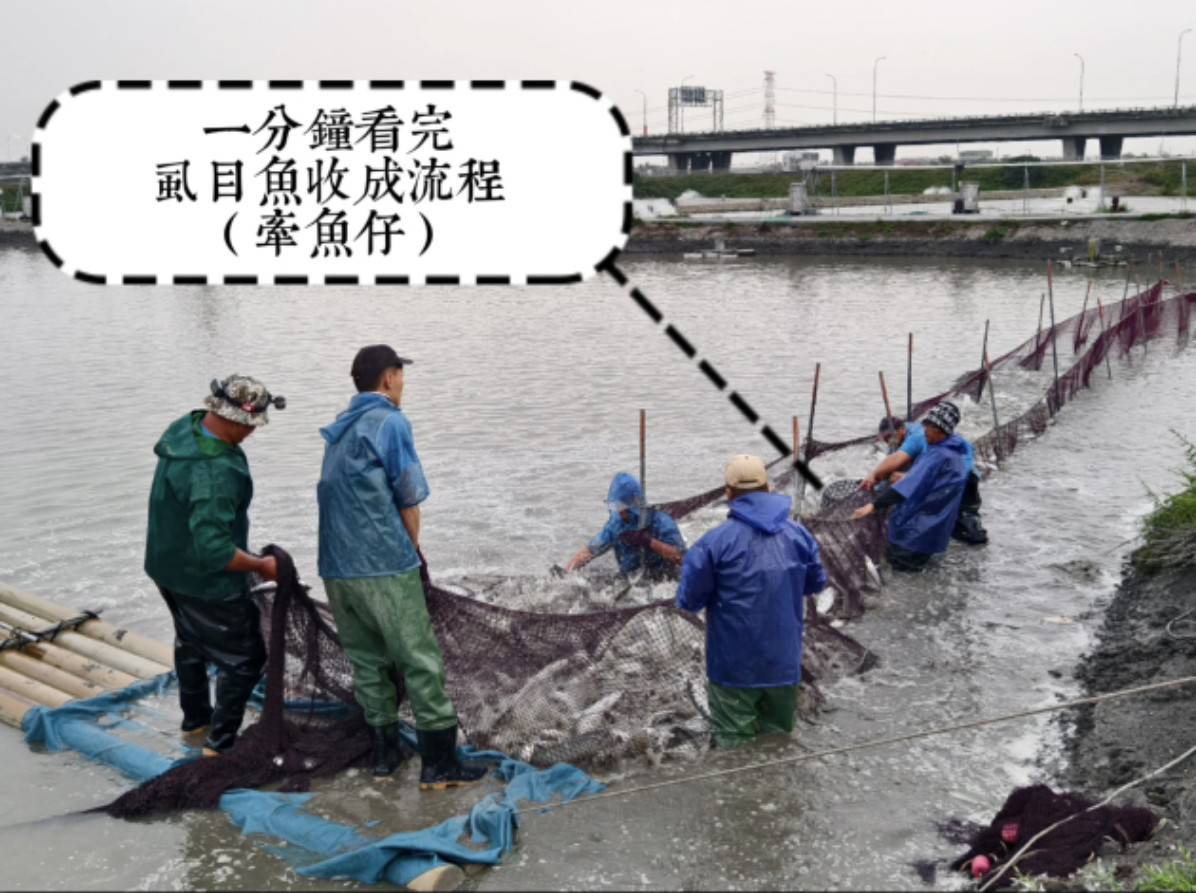 一分鐘看完虱目魚收成流程（牽魚仔）