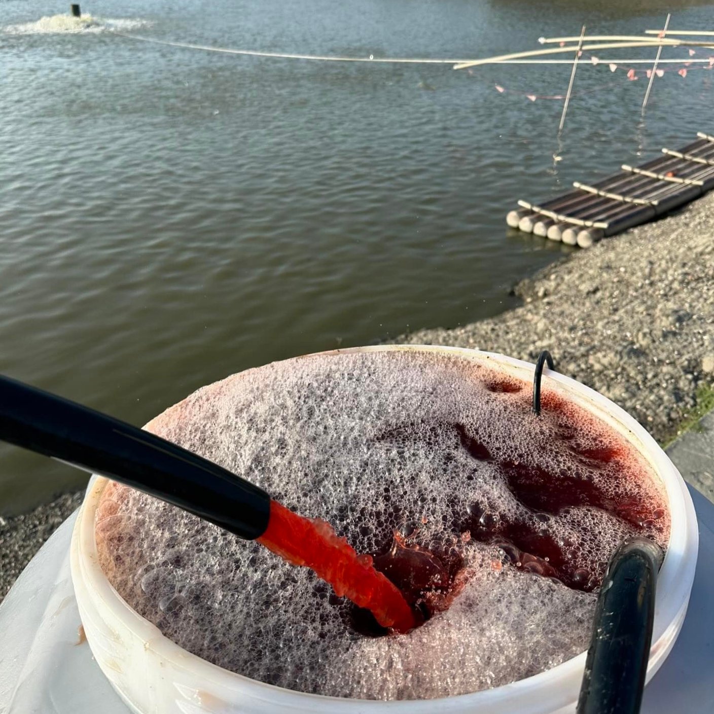 光合菌與藻類的共生關係