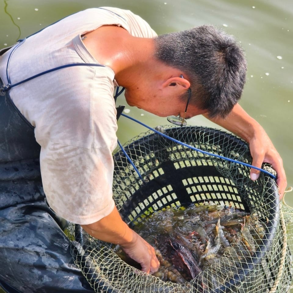 以魚蝦混養的生物鏈養殖 ，才能真正落實不用藥