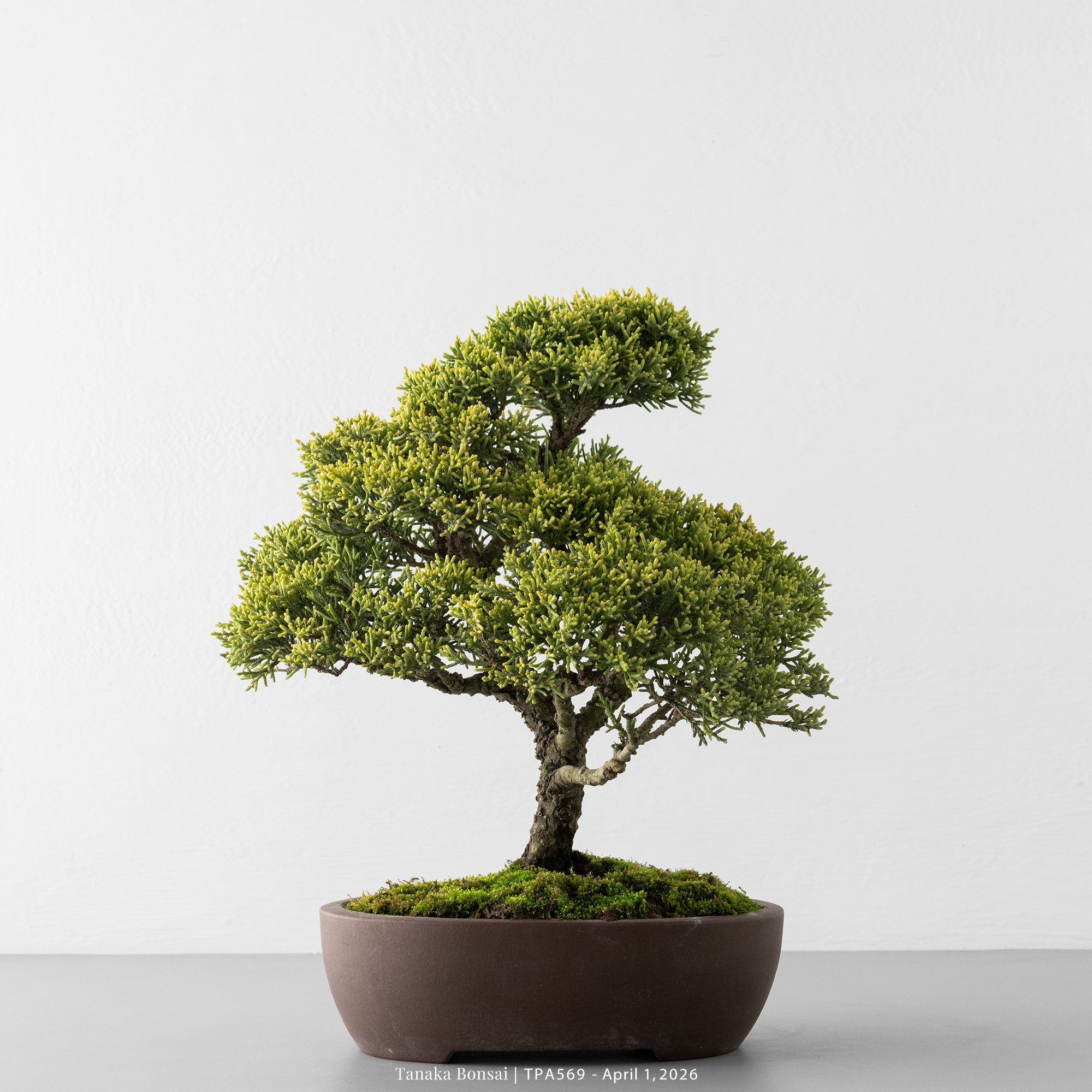 紀州真柏｜TPA569