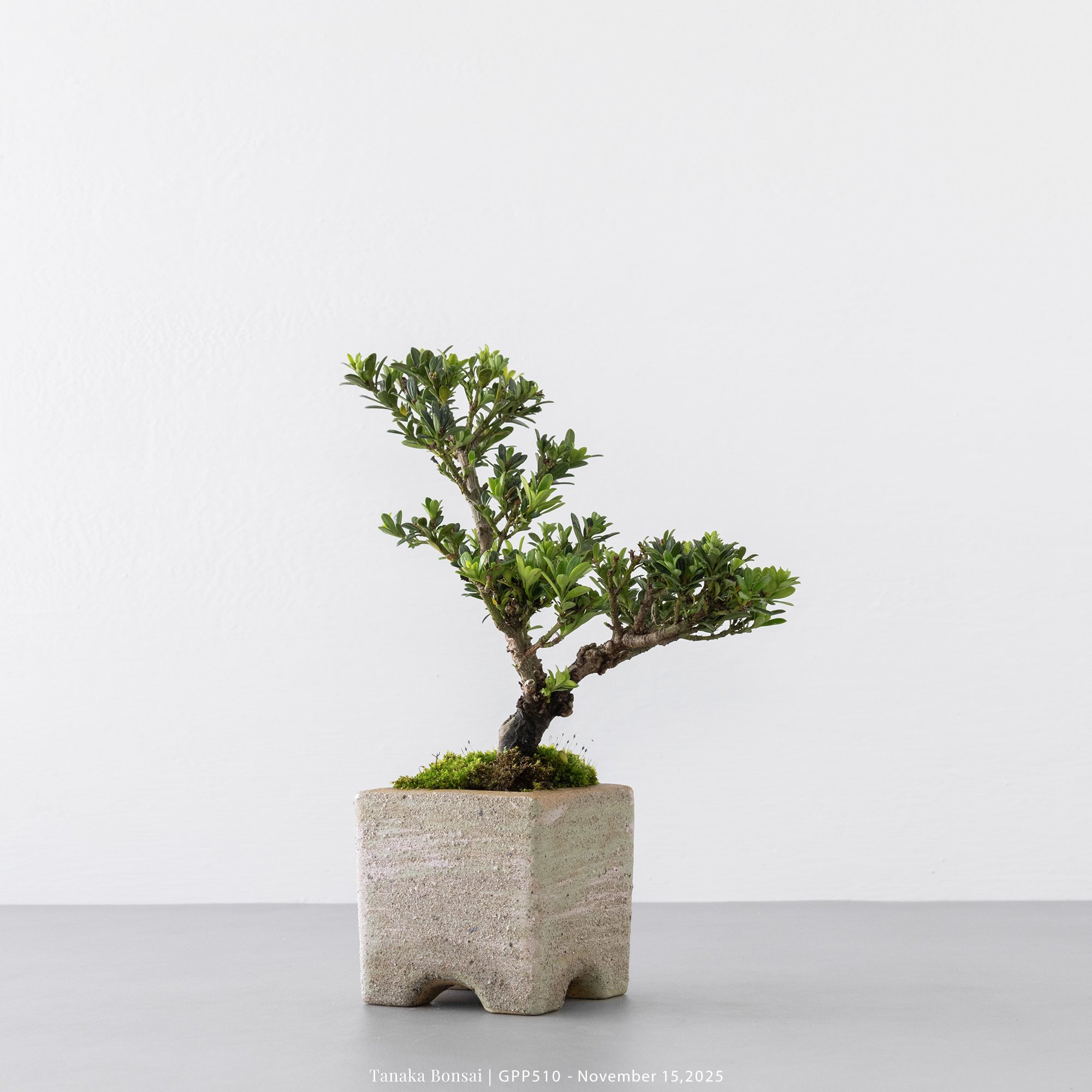 綠鑽羅漢松｜GPP510