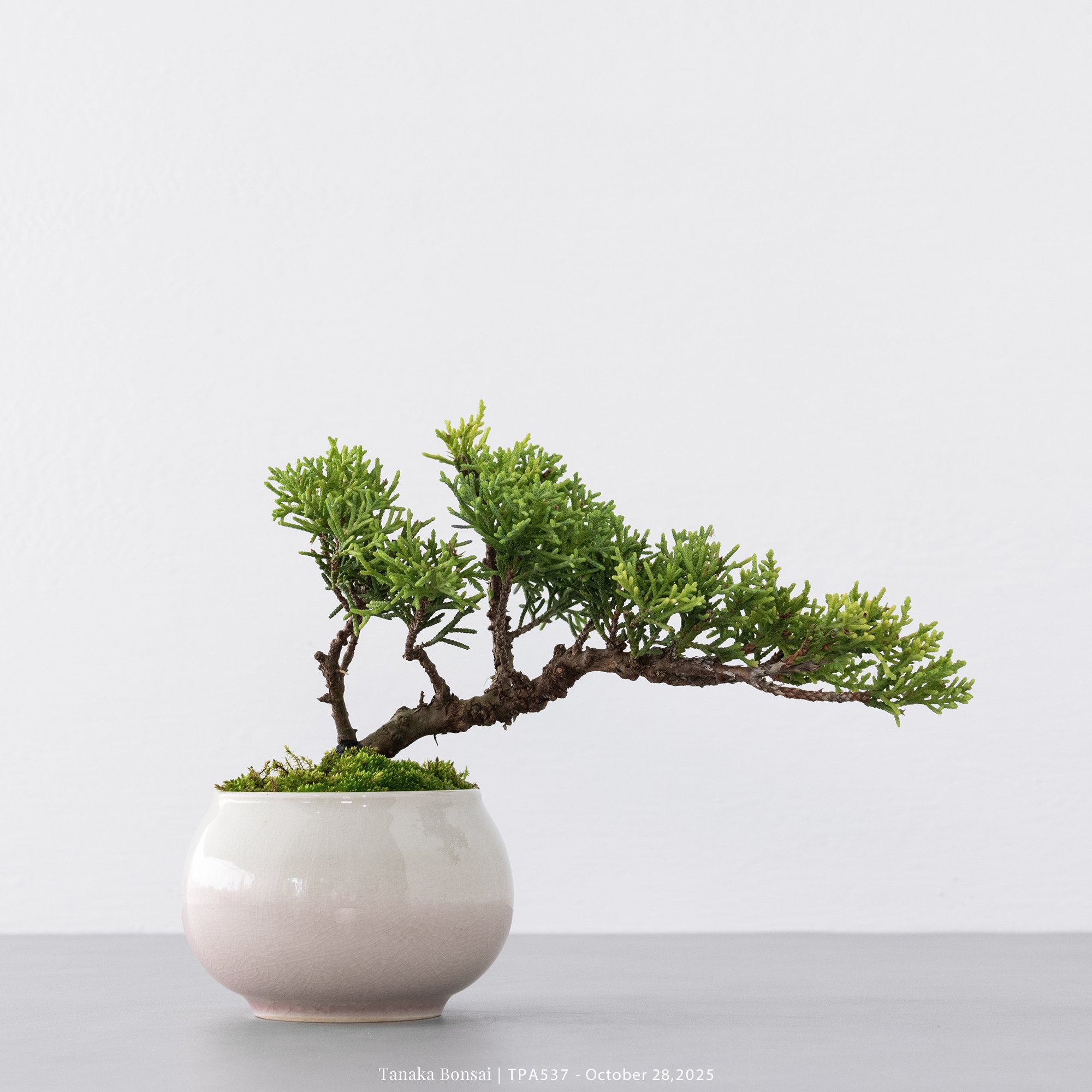 紀州真柏｜TPA537