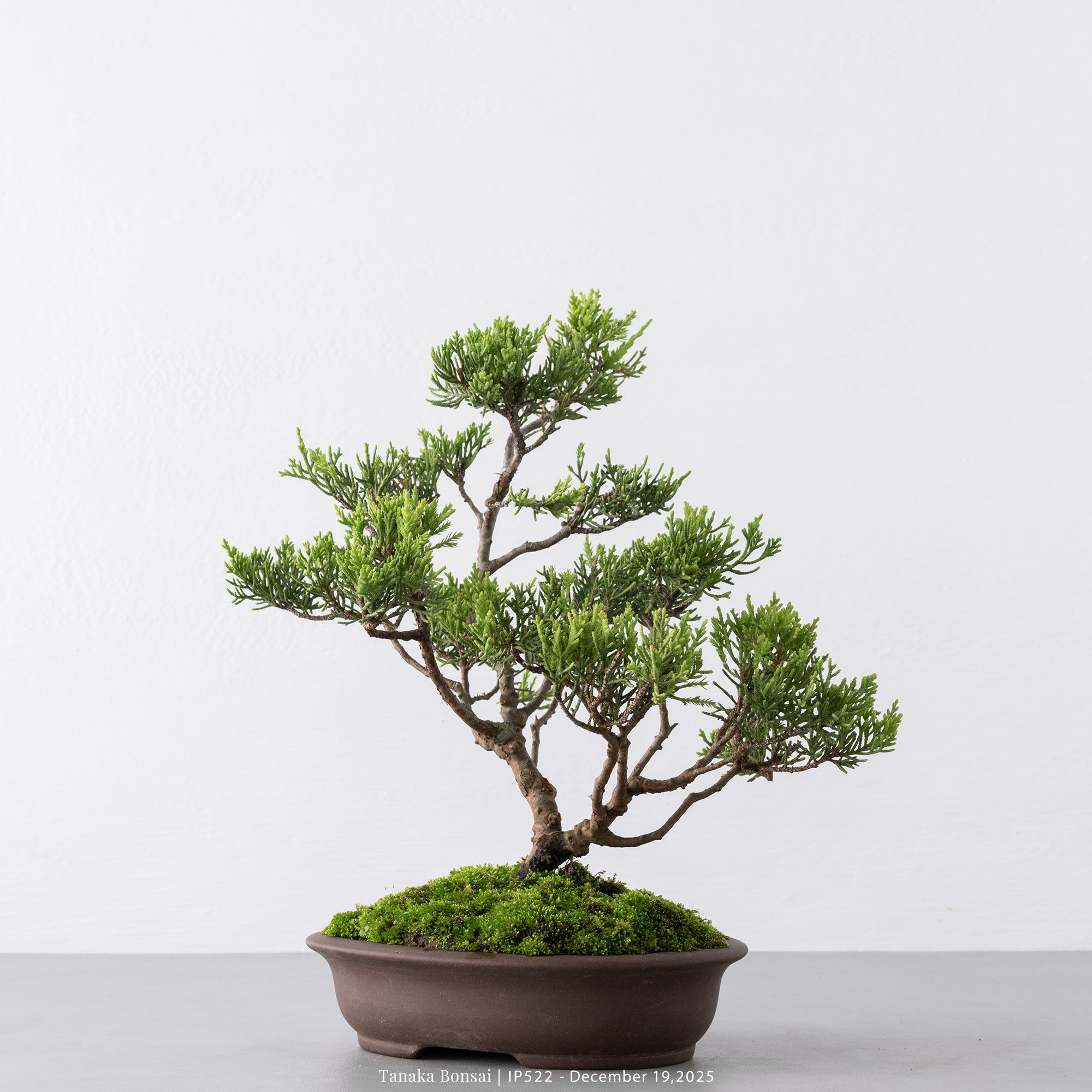 系魚川真柏｜IP522