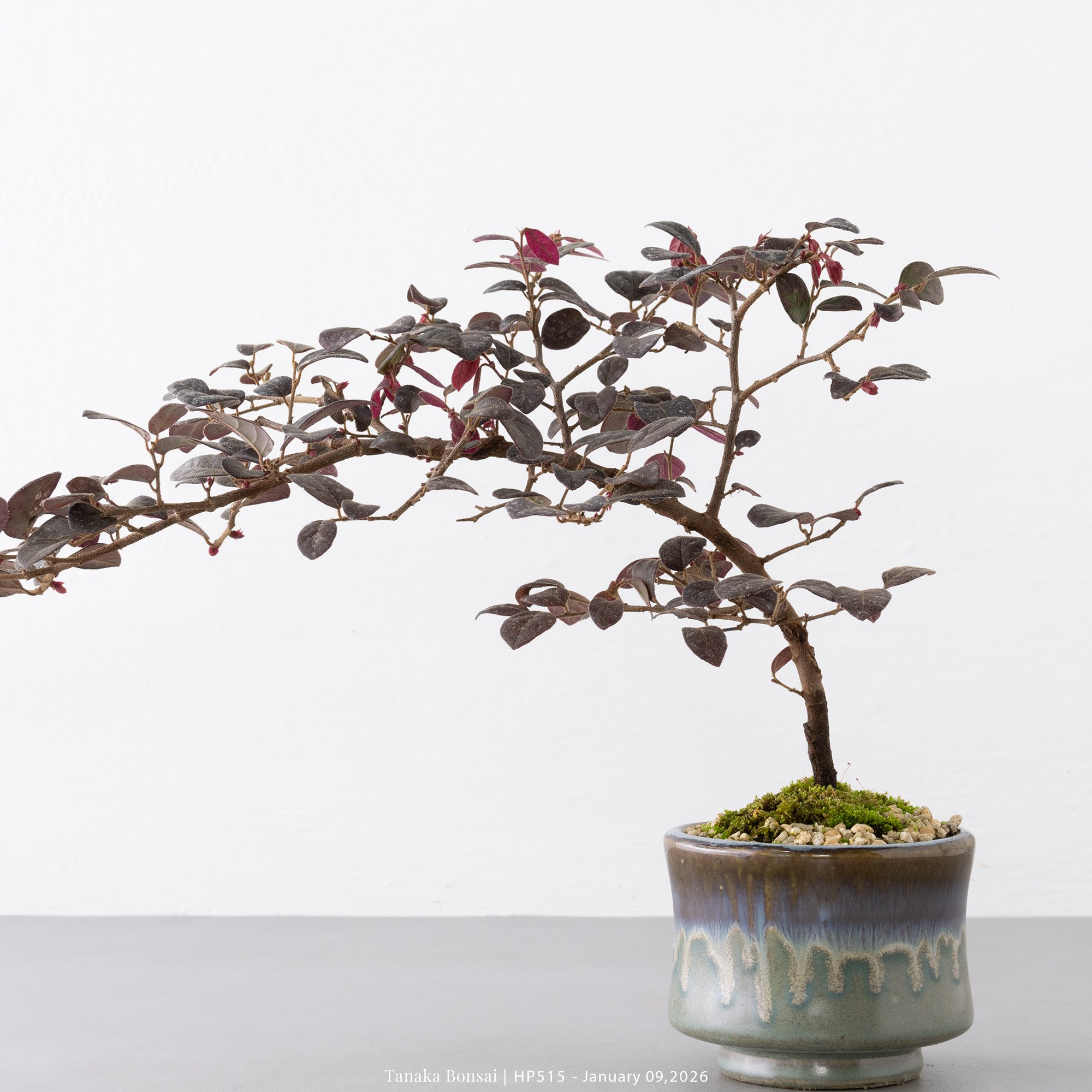 紅花繼木｜HP515