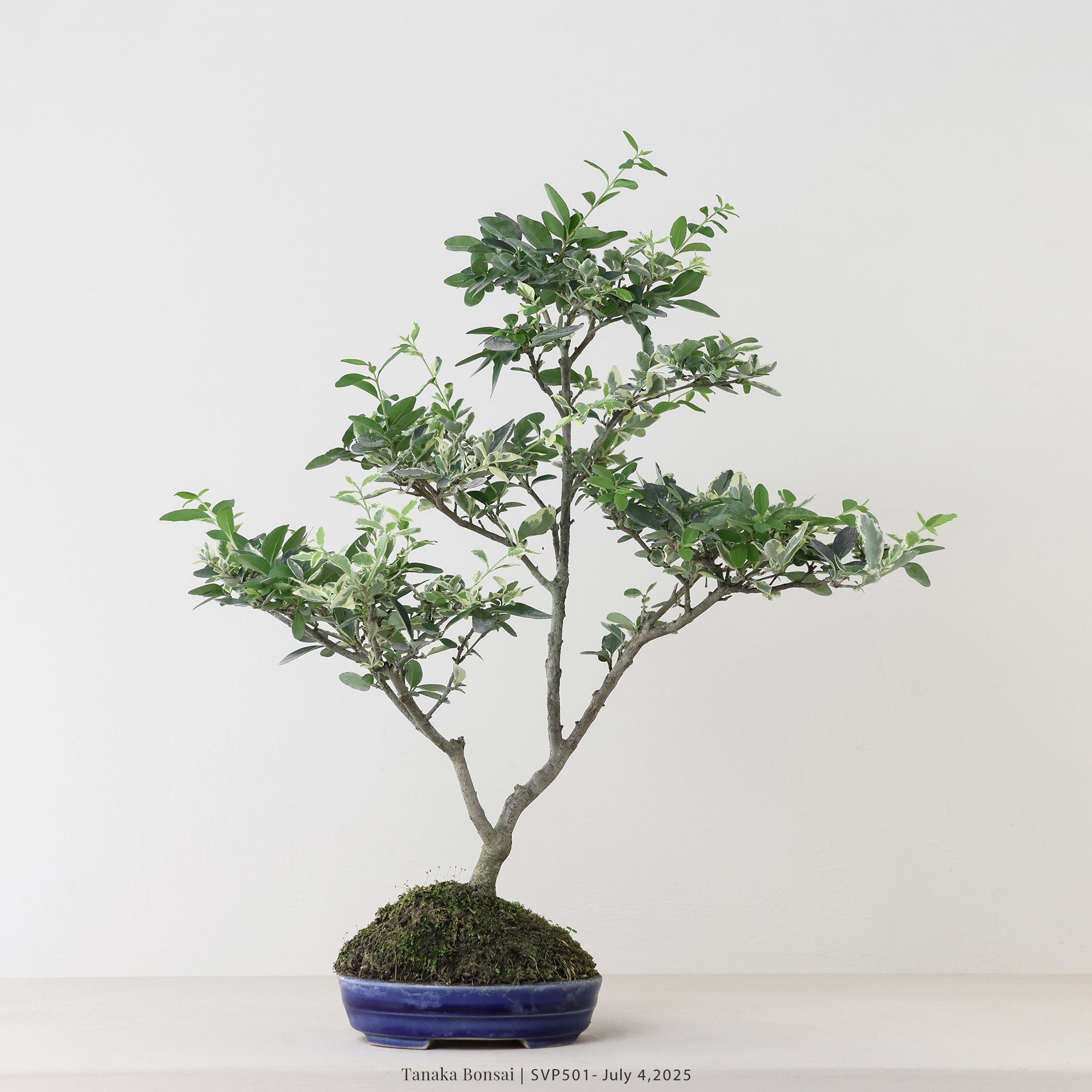 銀姬小蠟｜SVP501