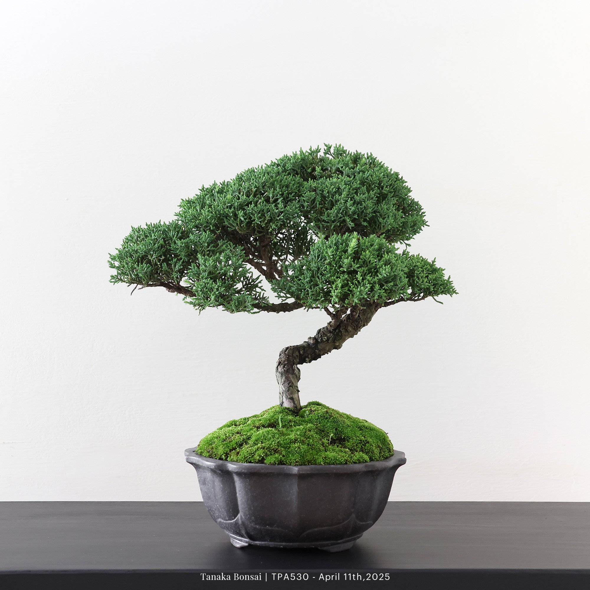 紀州真柏｜TPA530