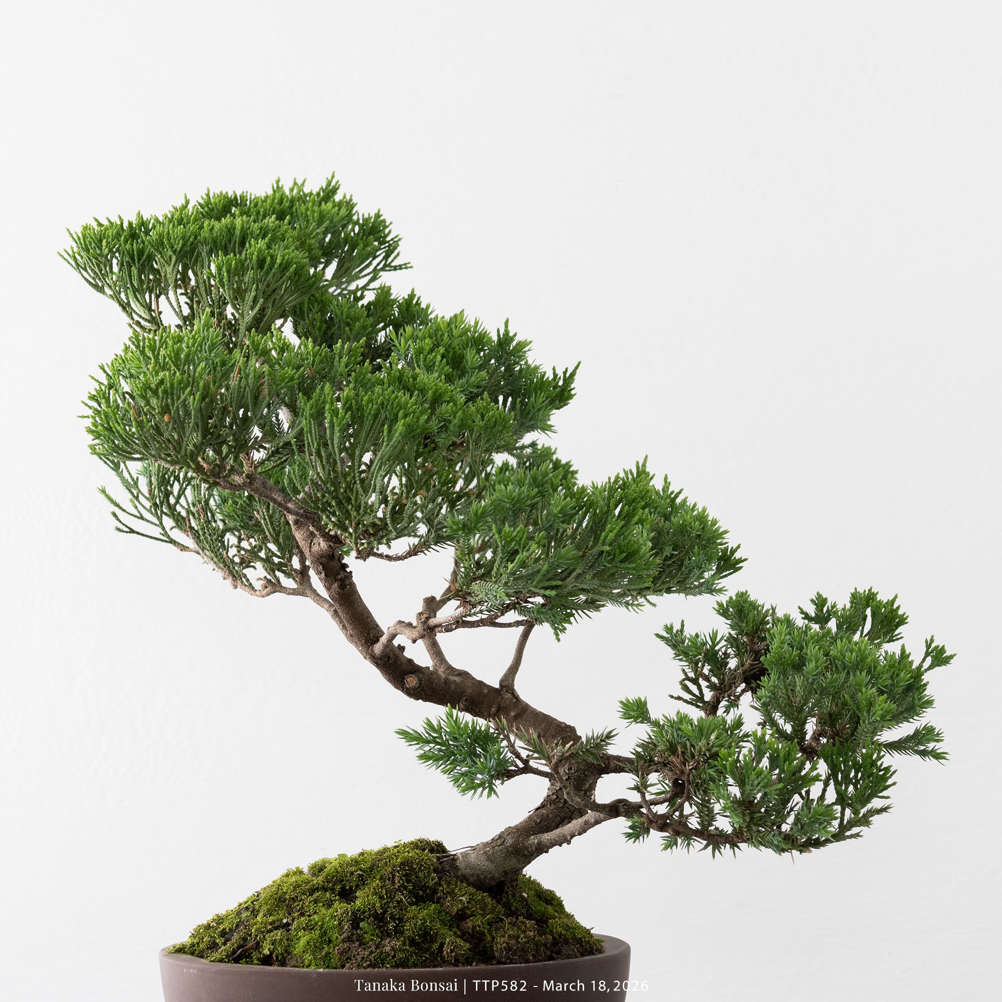 臺灣真柏｜TTP582