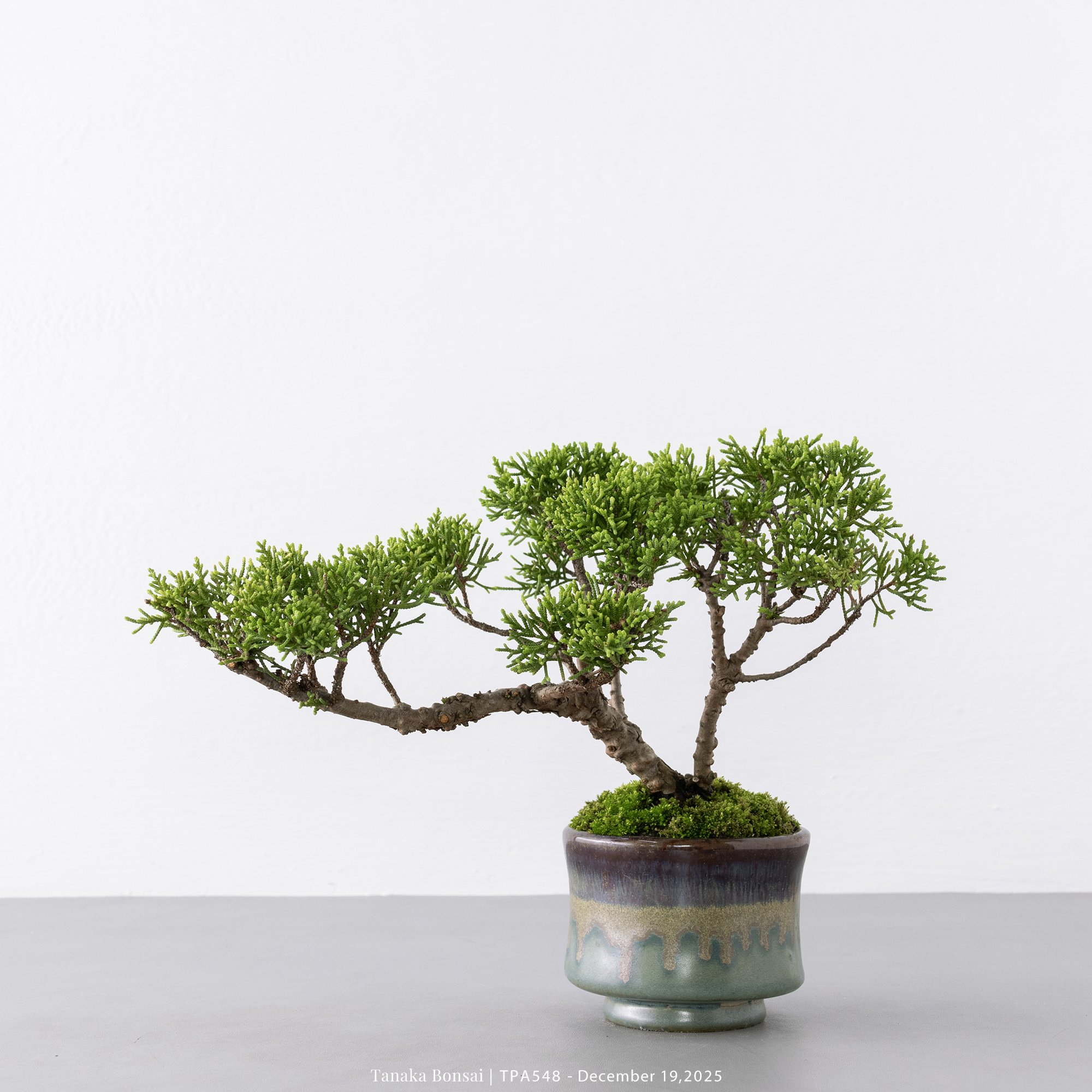 紀州真柏｜TPA548