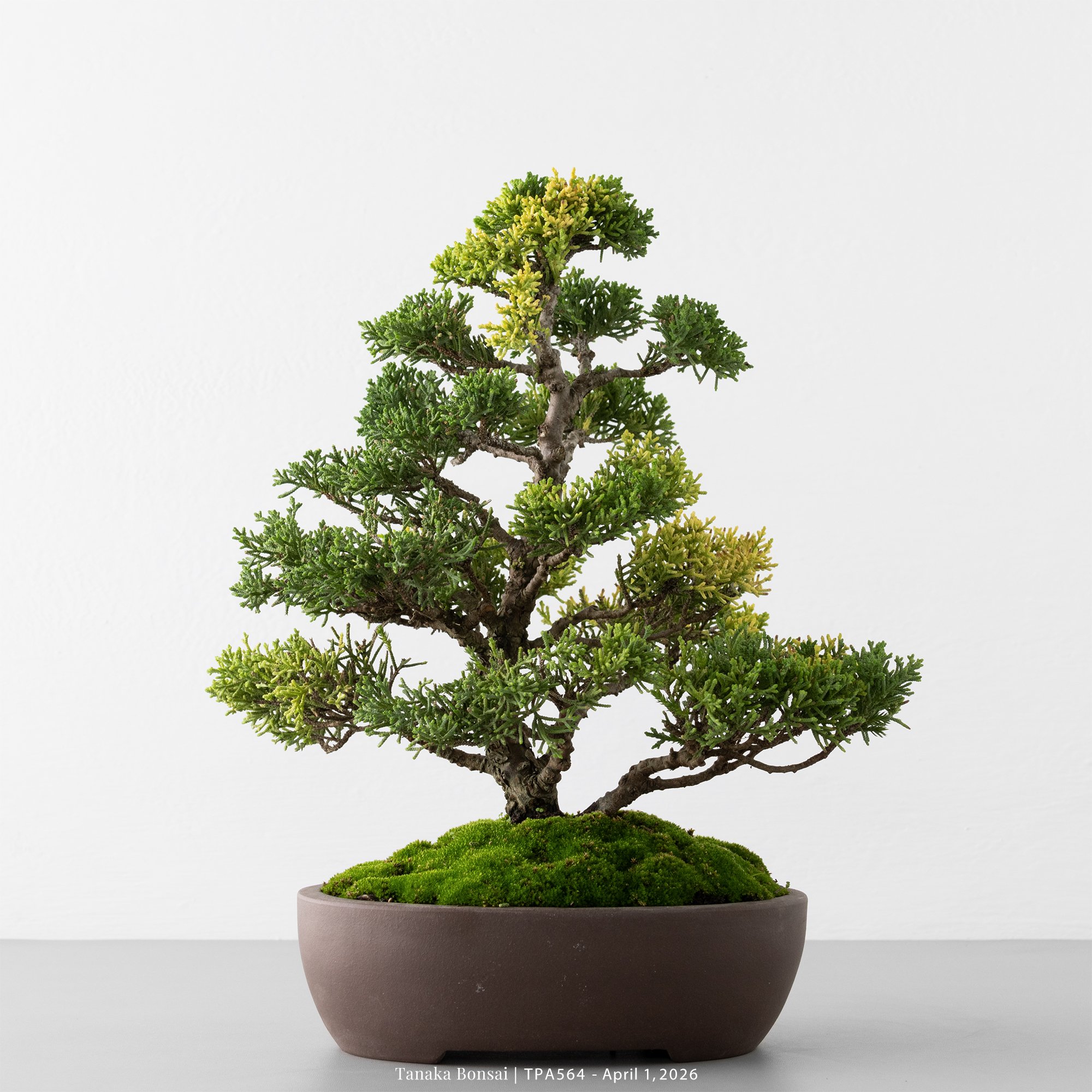 紀州真柏｜TPA564