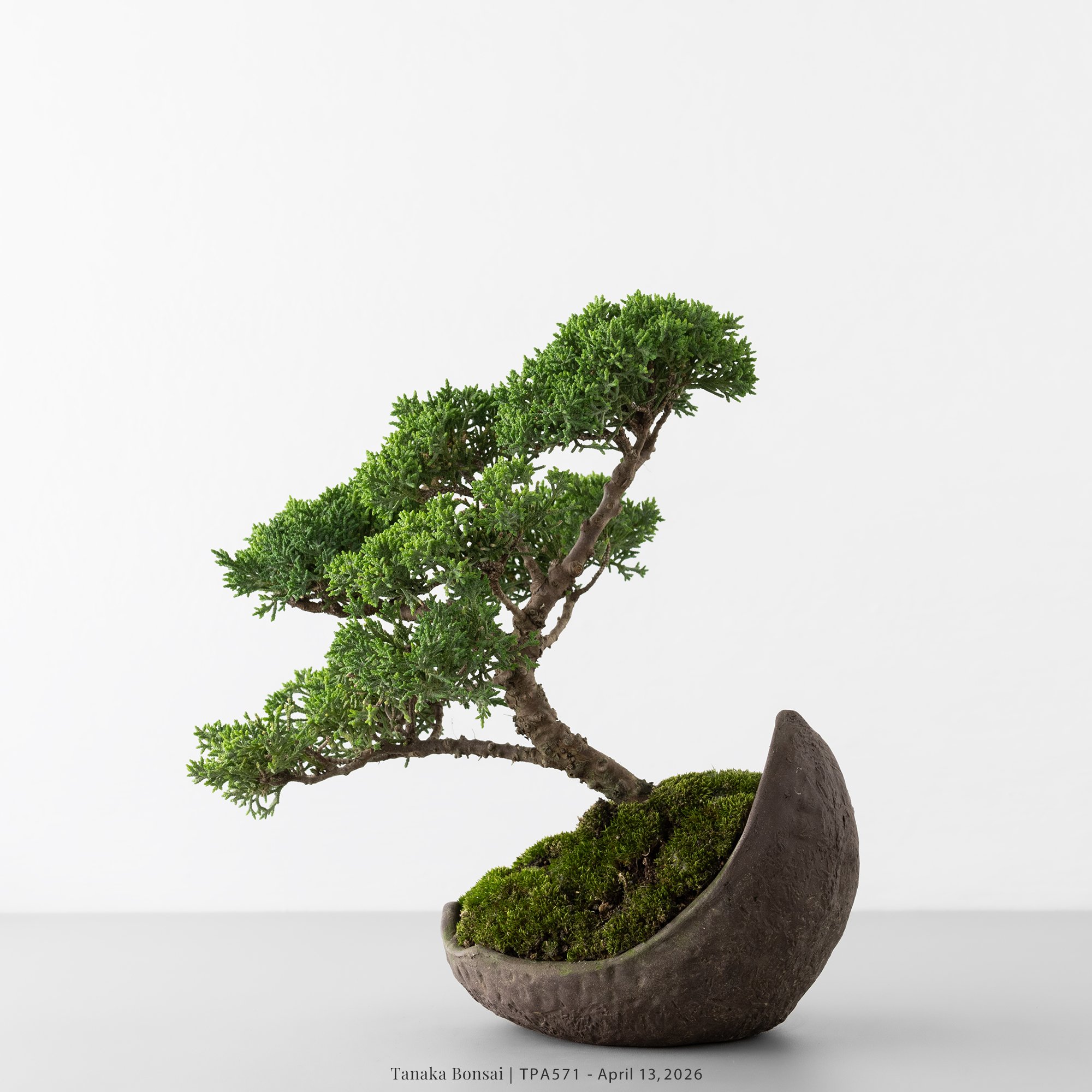 紀州真柏｜TPA571