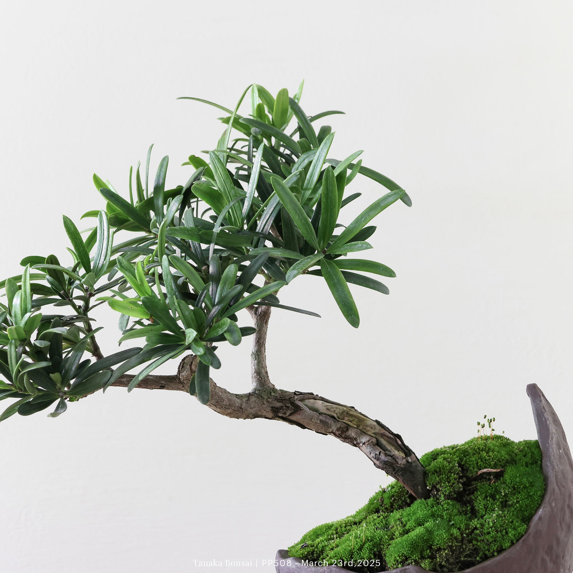 羅漢松｜PP508