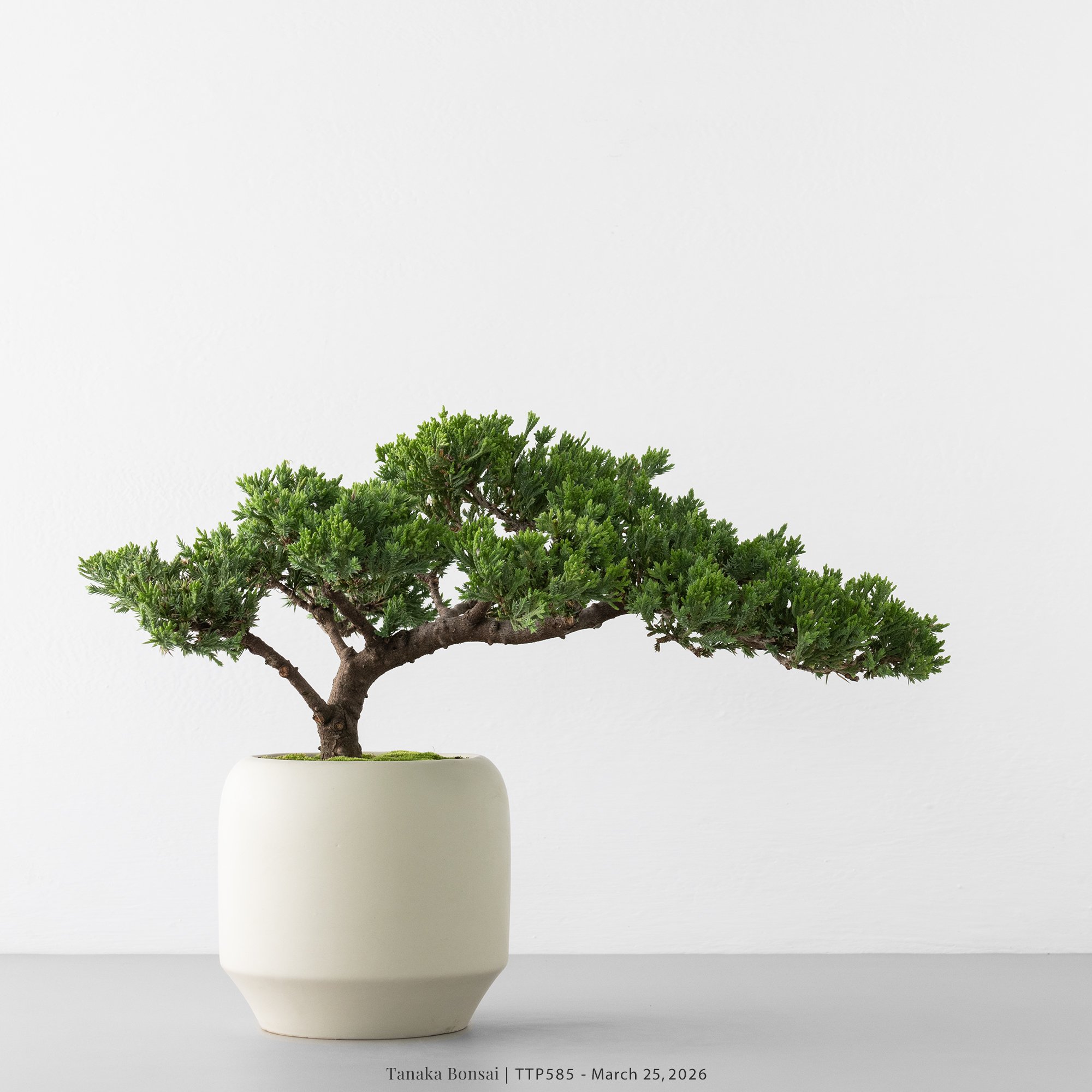 臺灣真柏｜TTP585