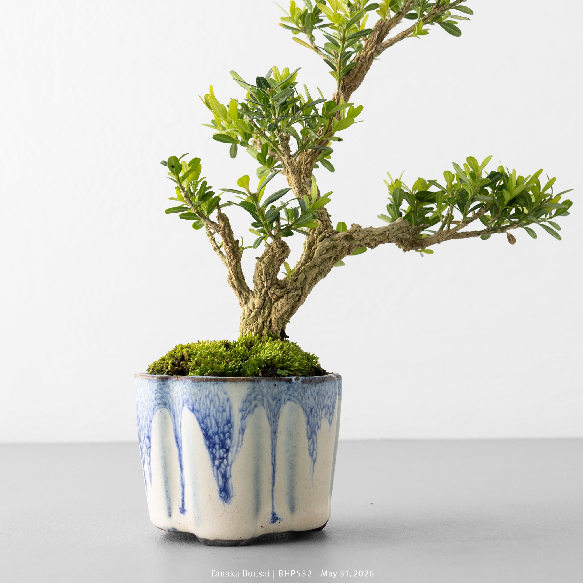 BONSAI-BHP532