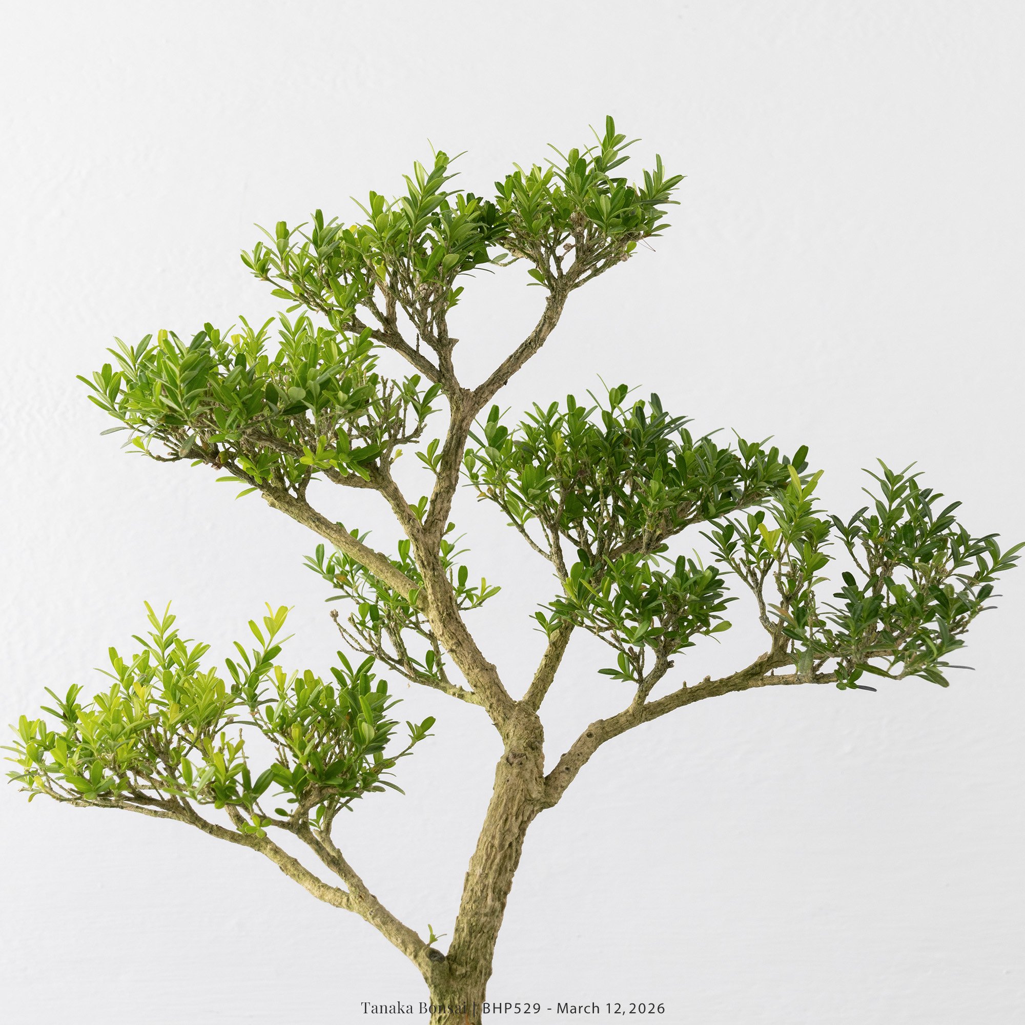 雀舌黃楊｜BHP529