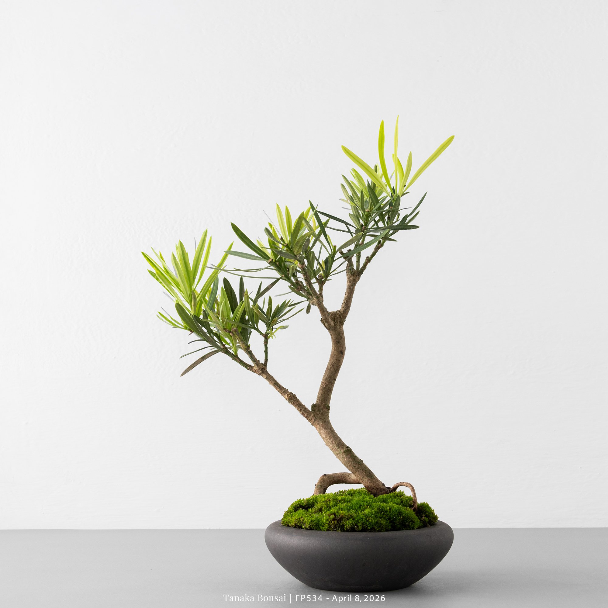 虎斑羅漢松｜FP534