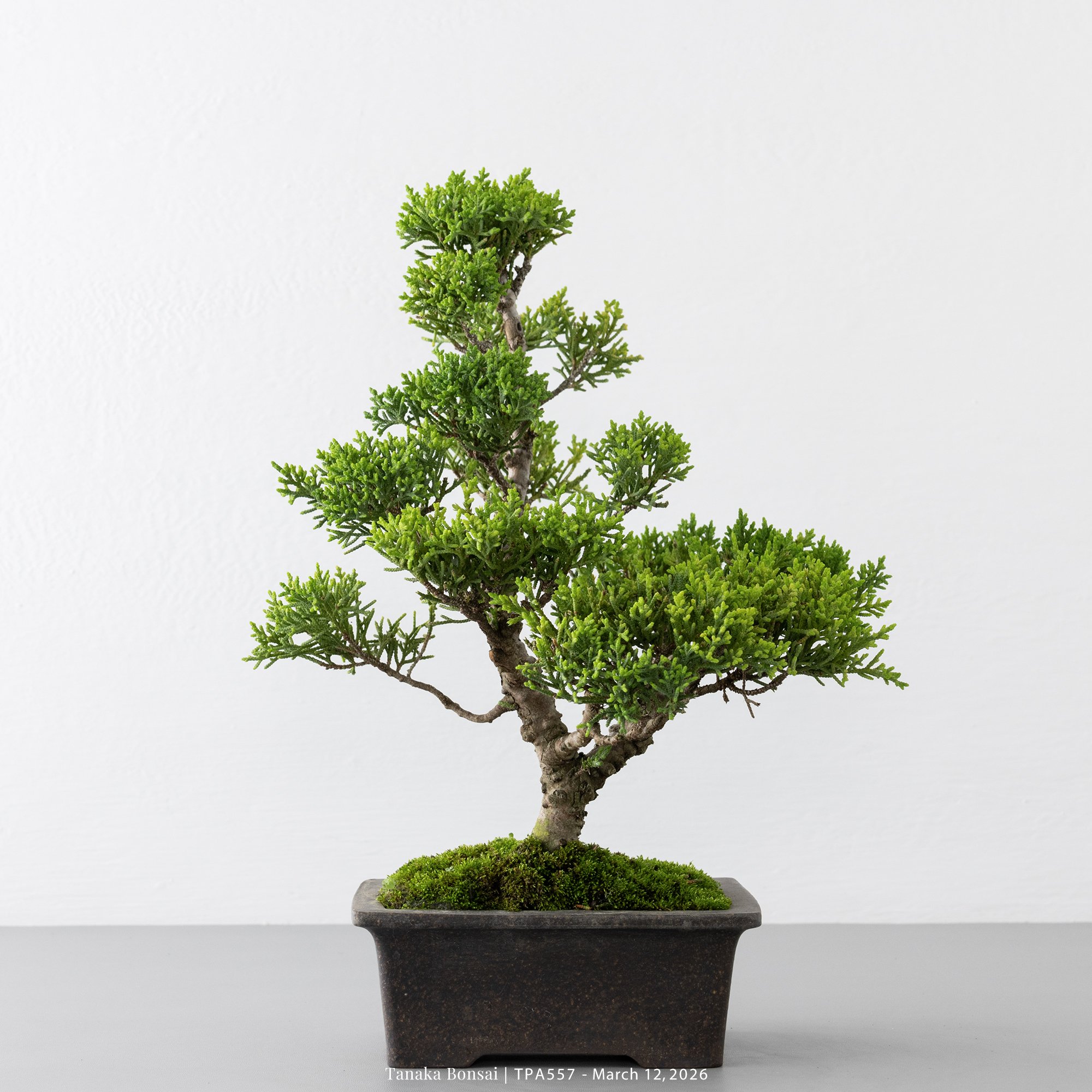 紀州真柏｜TPA557