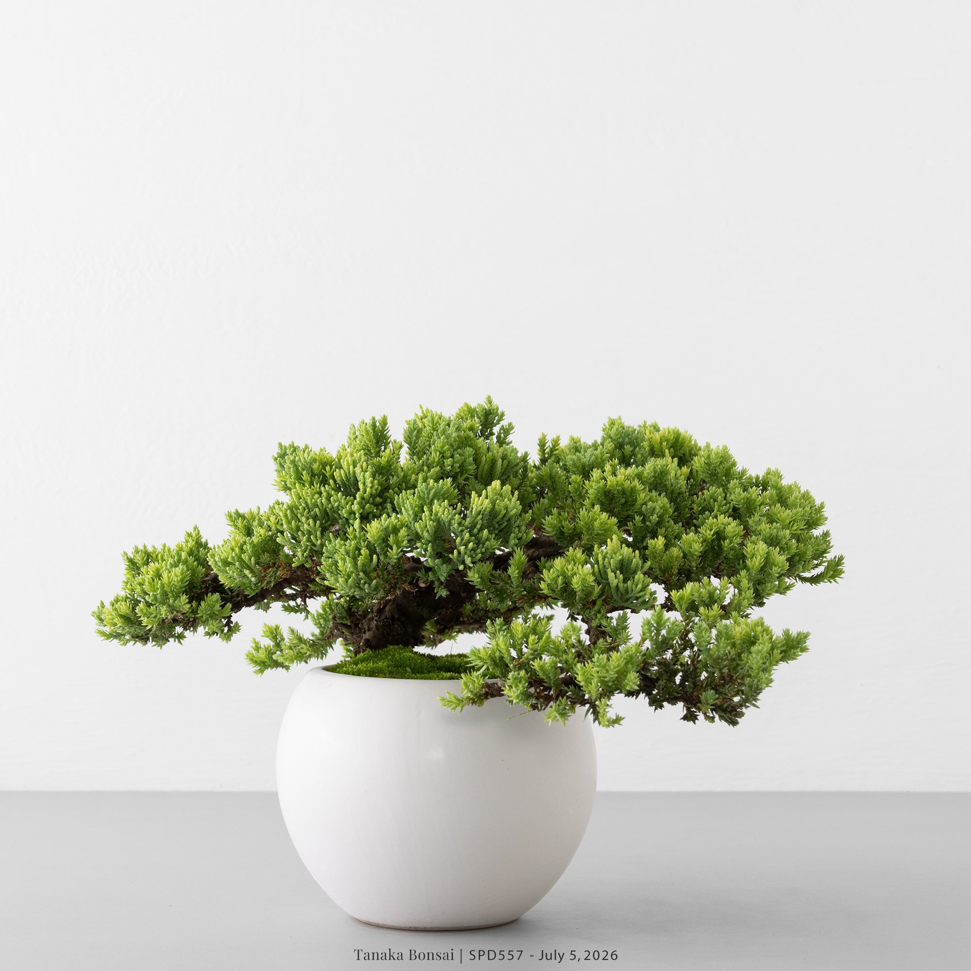 珍珠柏｜SPD557