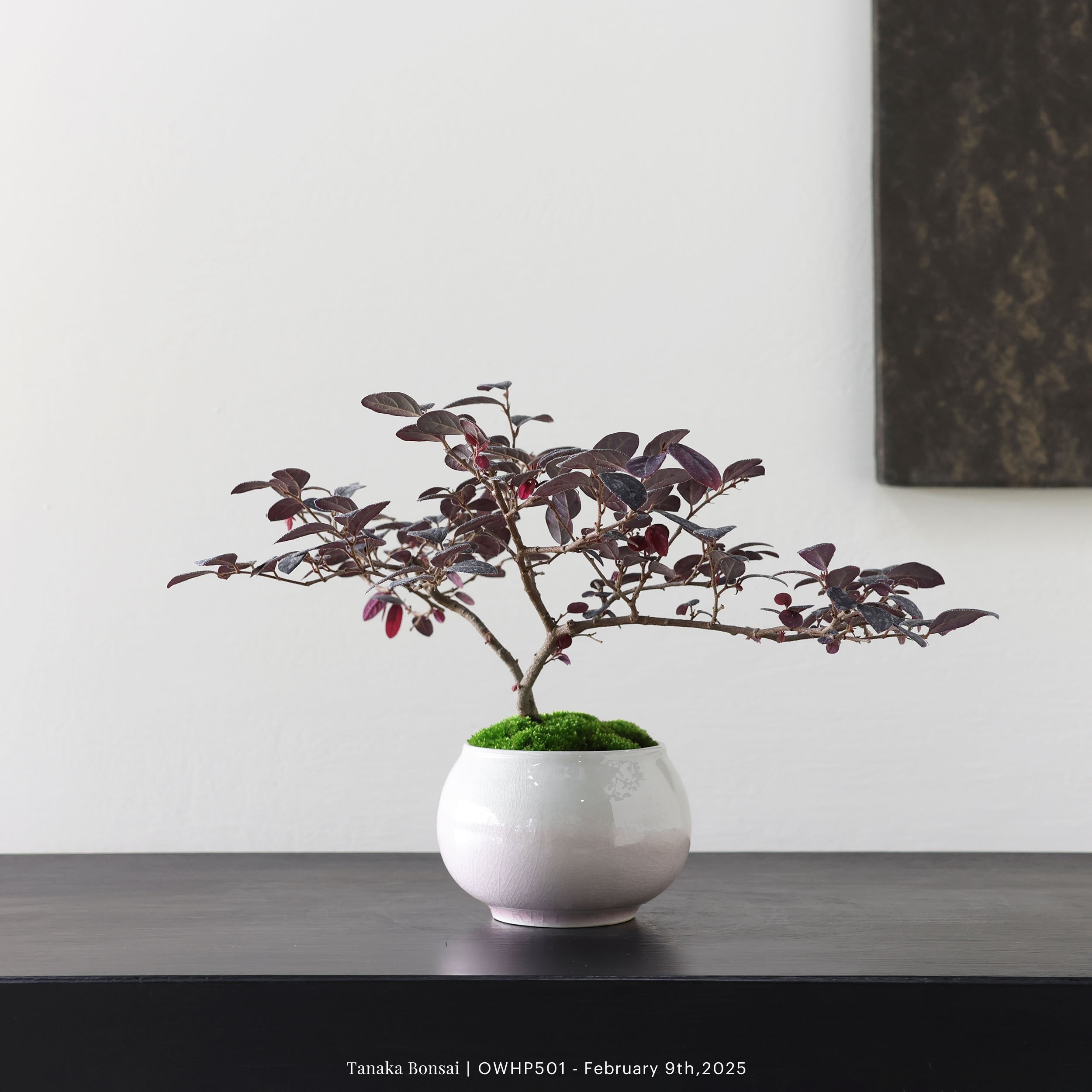 【官網限定】紅花繼木｜OWHP501