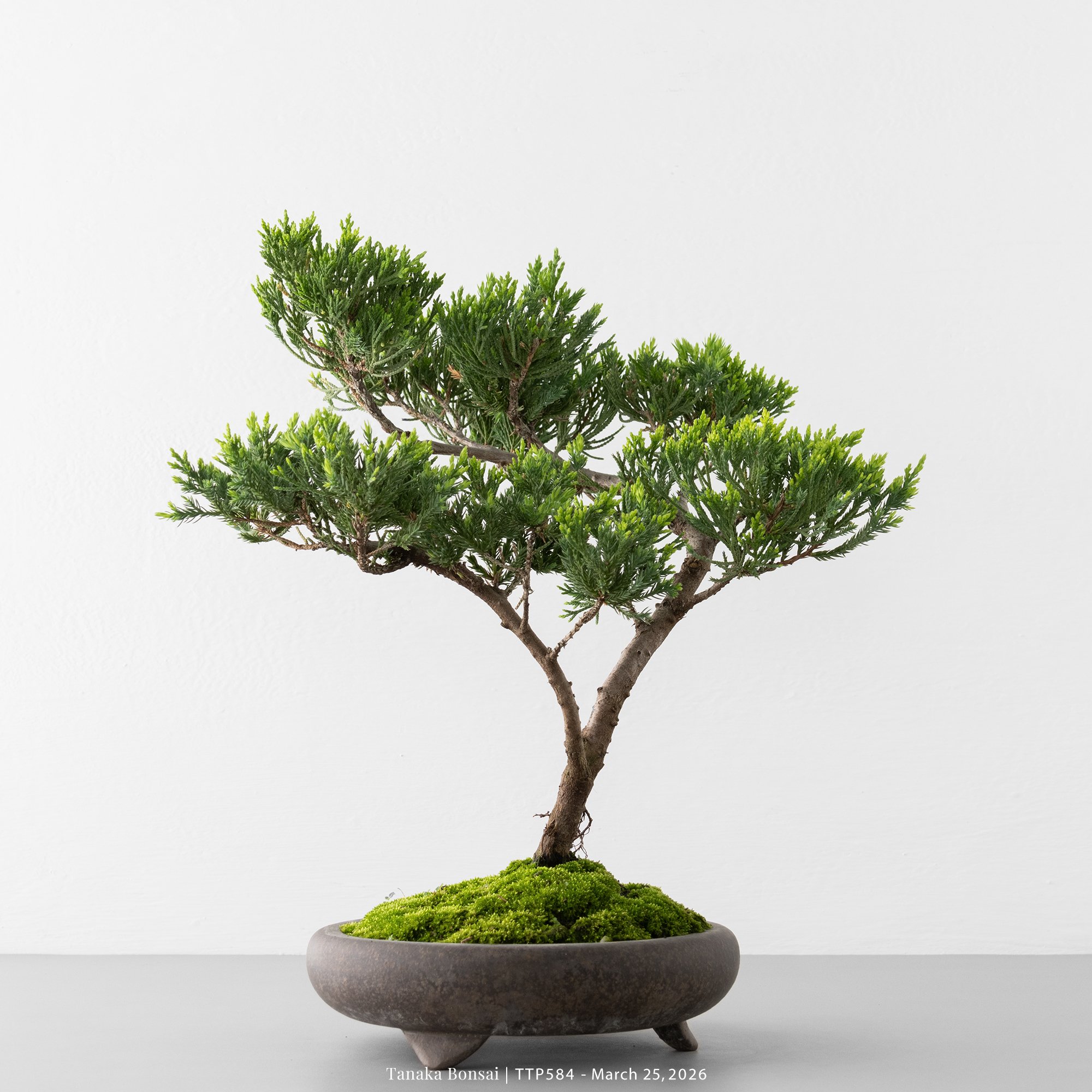 臺灣真柏｜TTP584