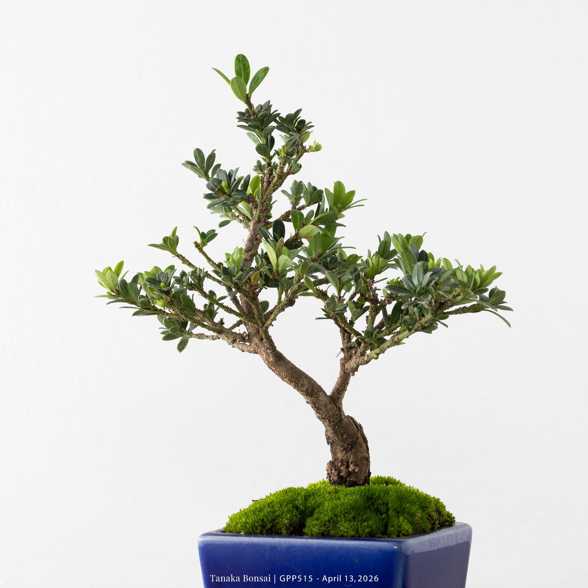 綠鑽羅漢松｜GPP515