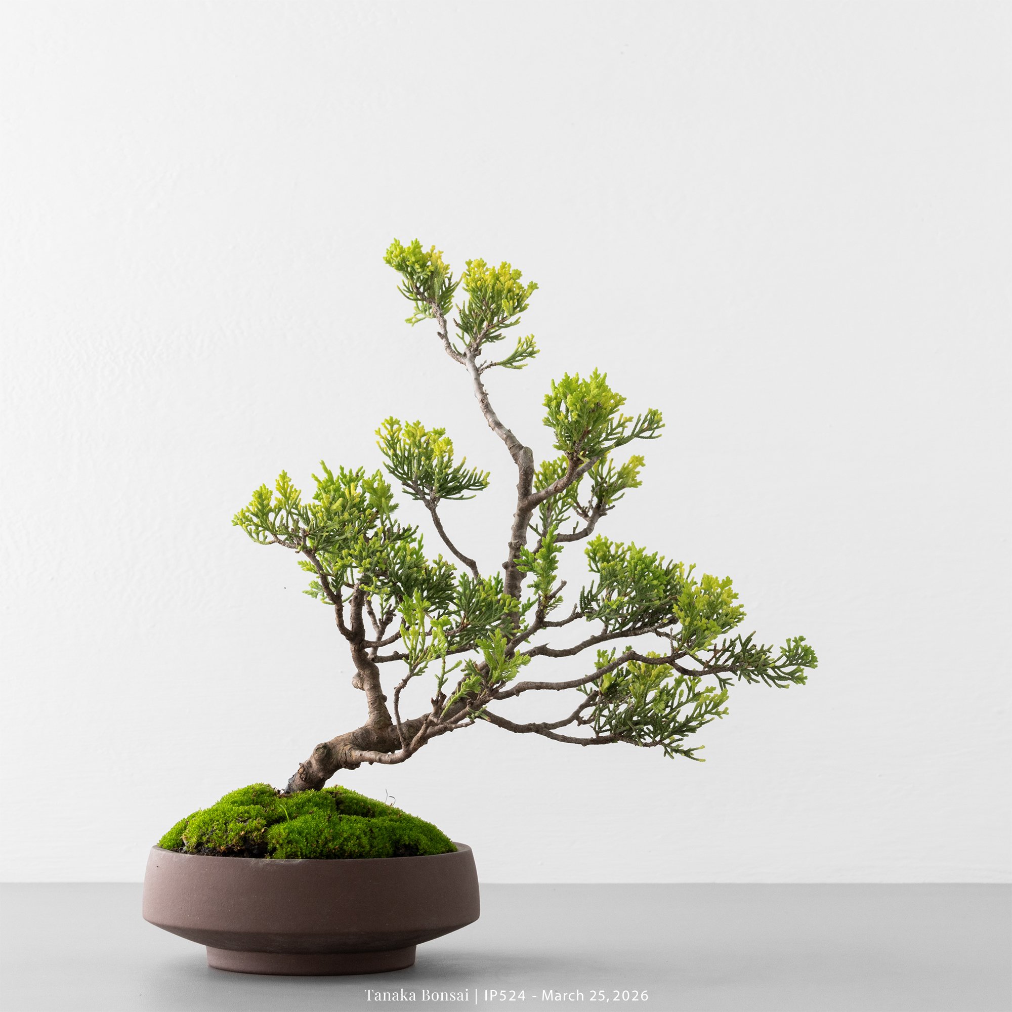 系魚川真柏｜IP524