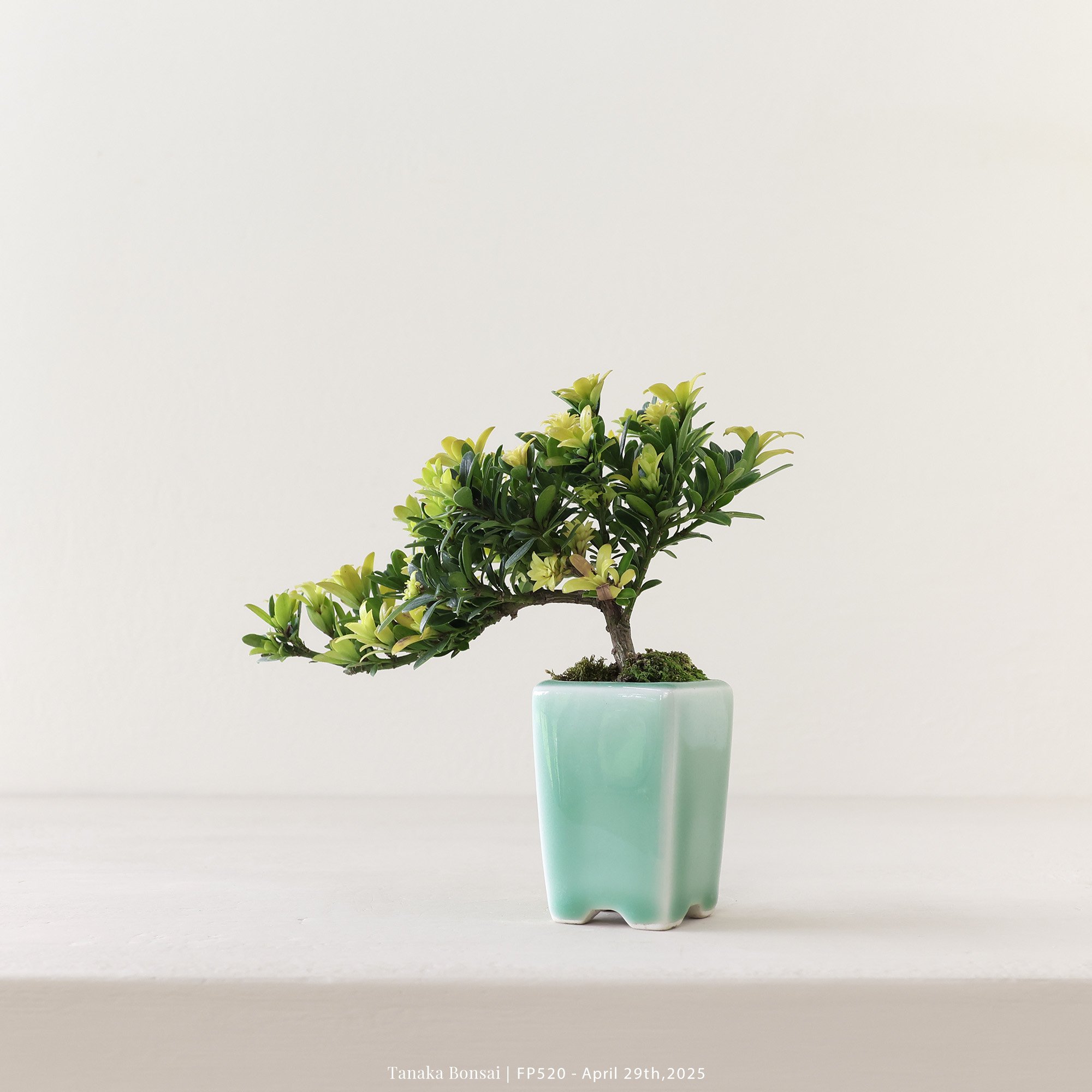 米葉羅漢松｜FP520