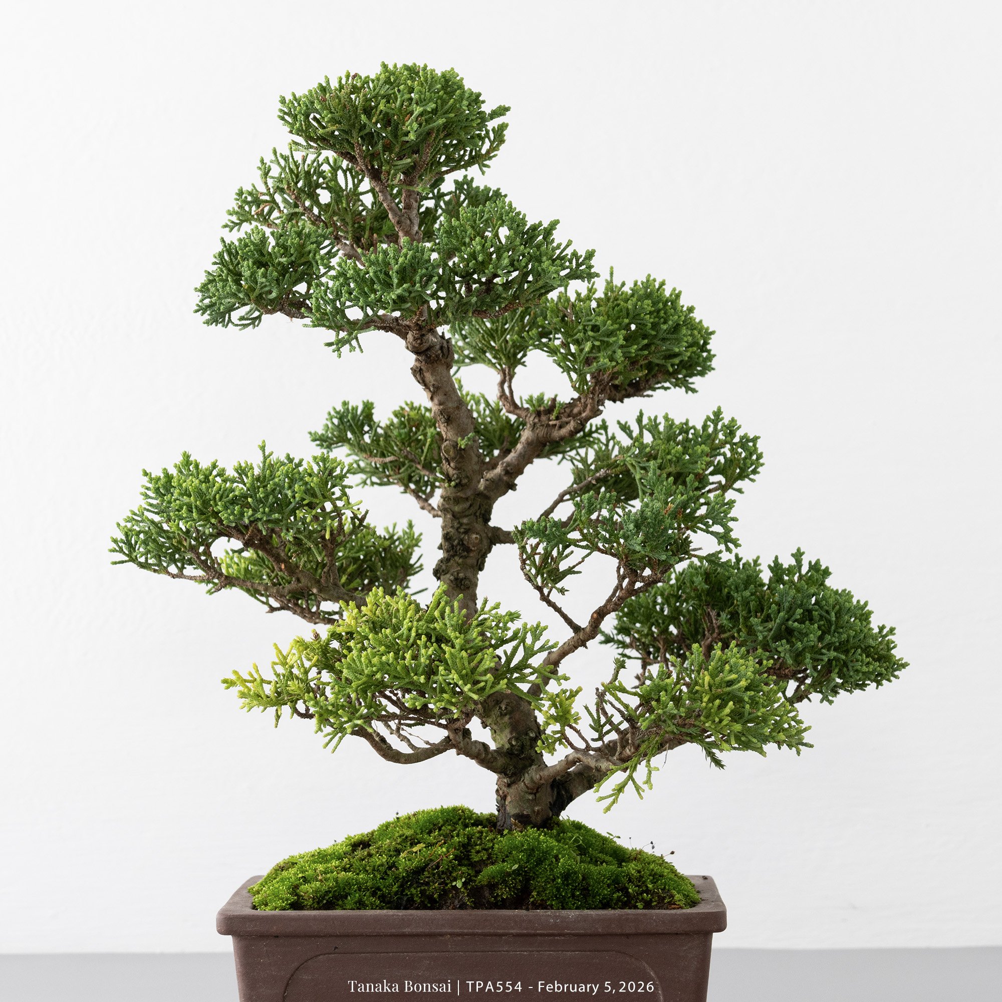 紀州真柏｜TPA554