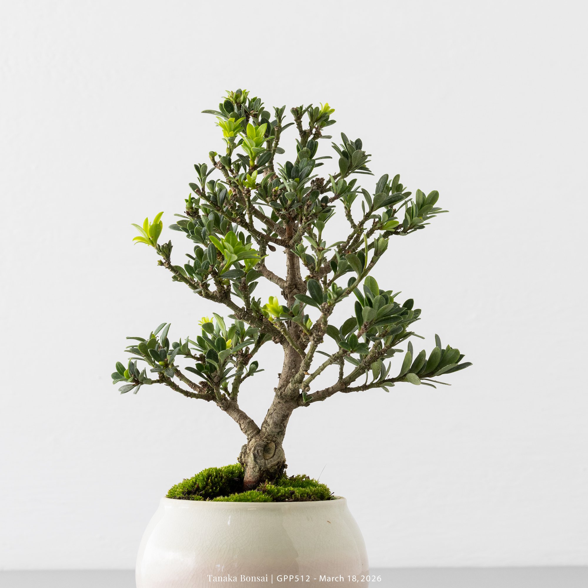 綠鑽羅漢松｜GPP512