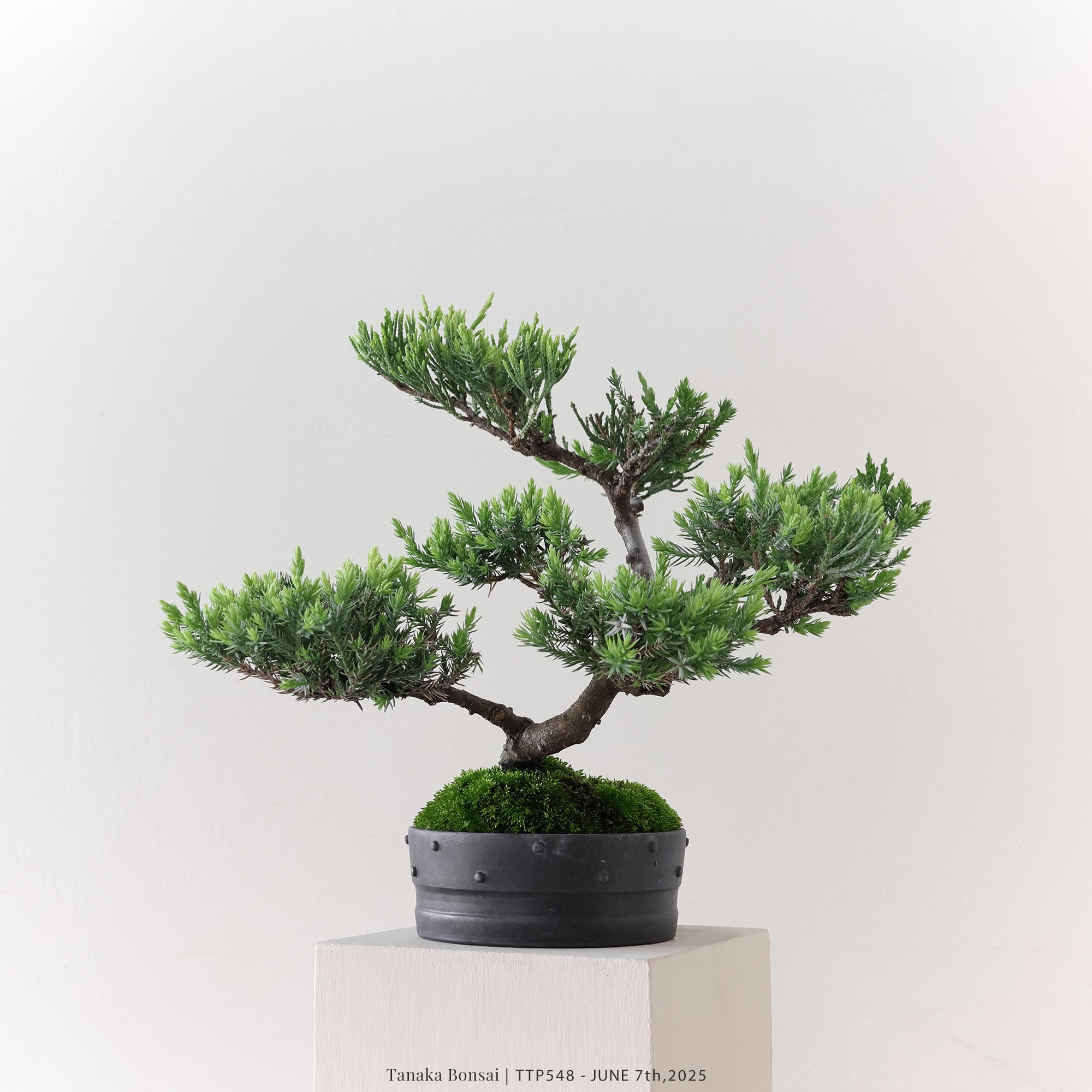 台灣真柏｜TTP548