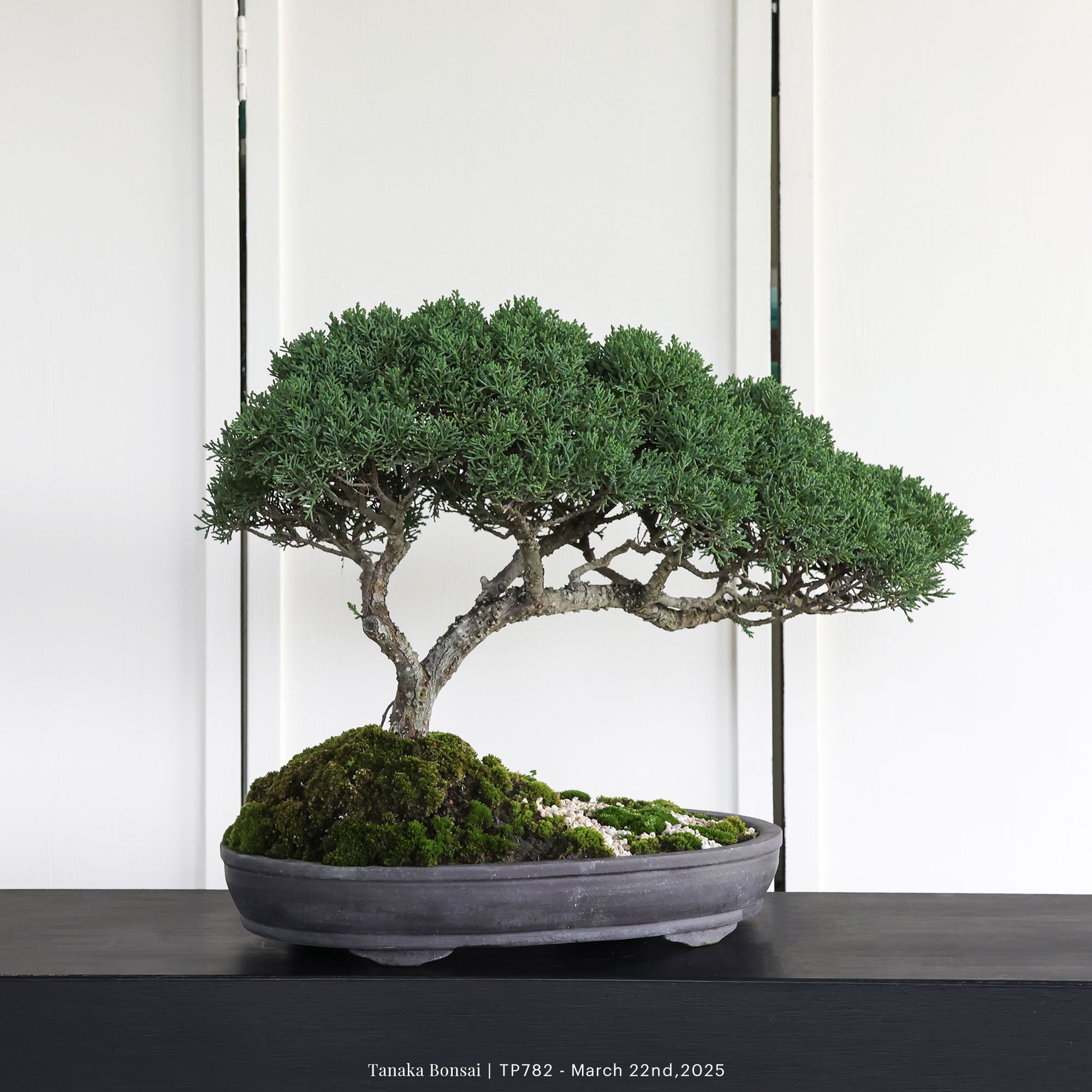 紀州真柏｜TP782