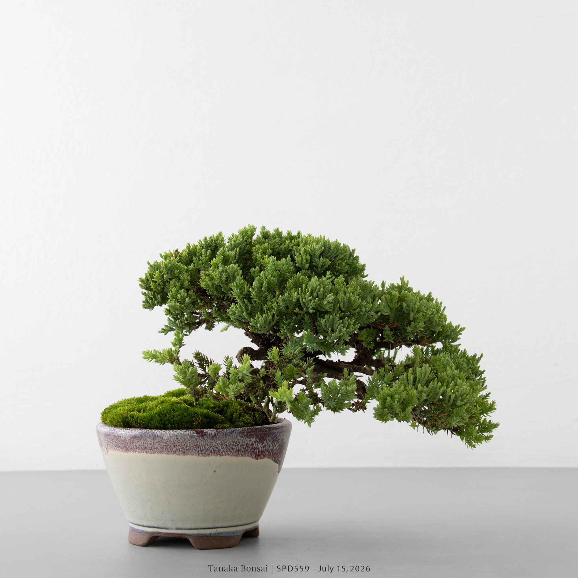 珍珠柏|SPD559 珍珠柏|SPD559