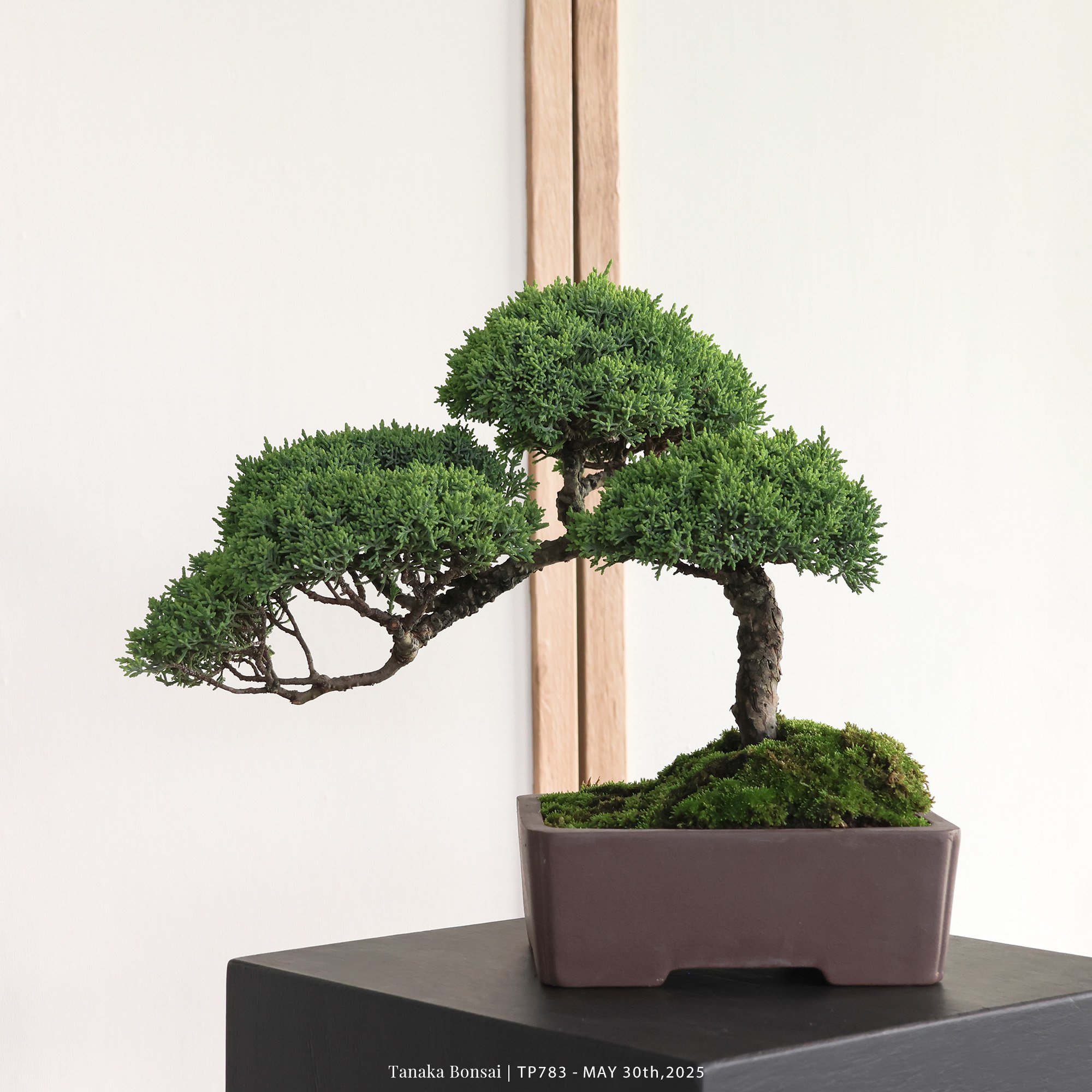 紀州真柏｜TP783