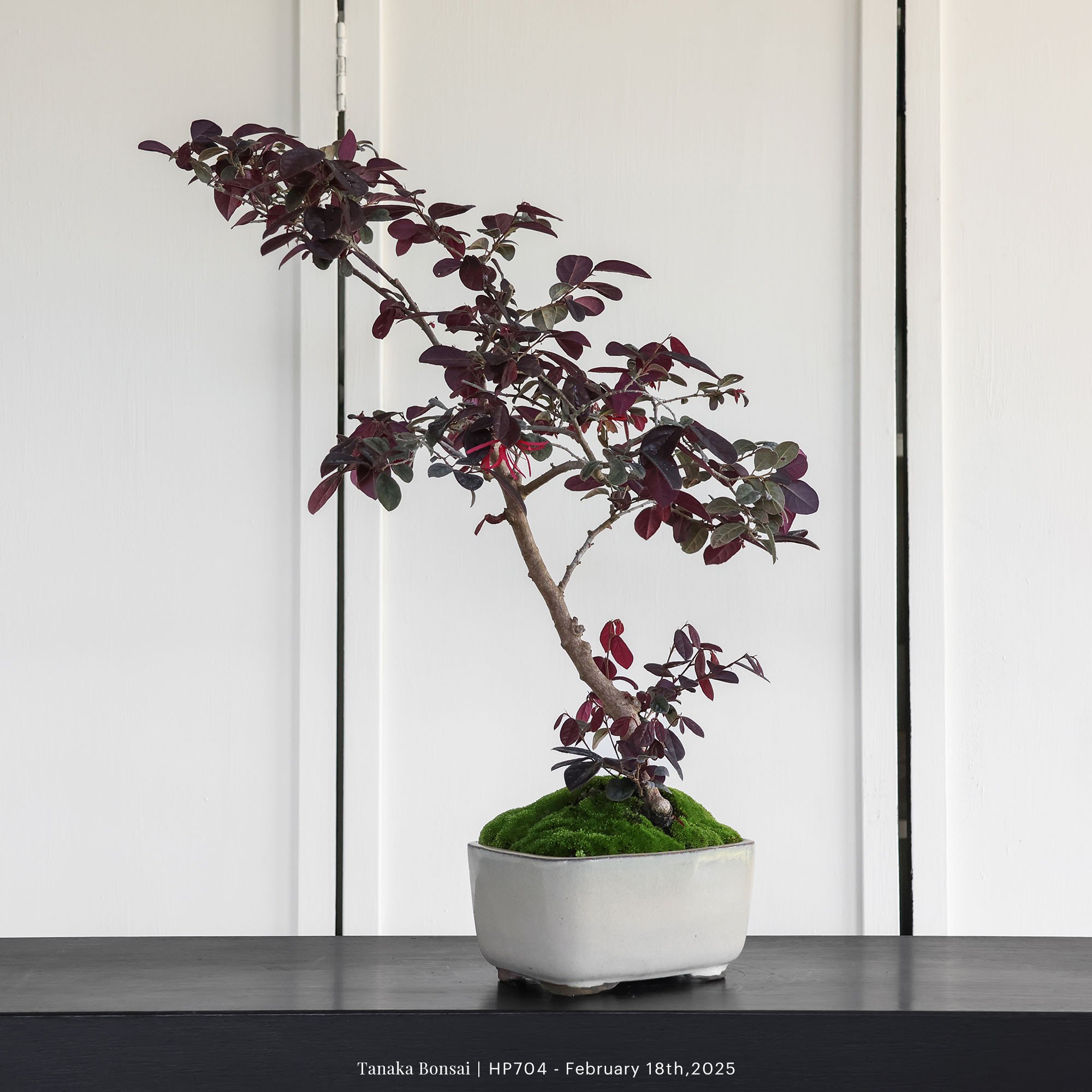 紅花繼木｜HP704