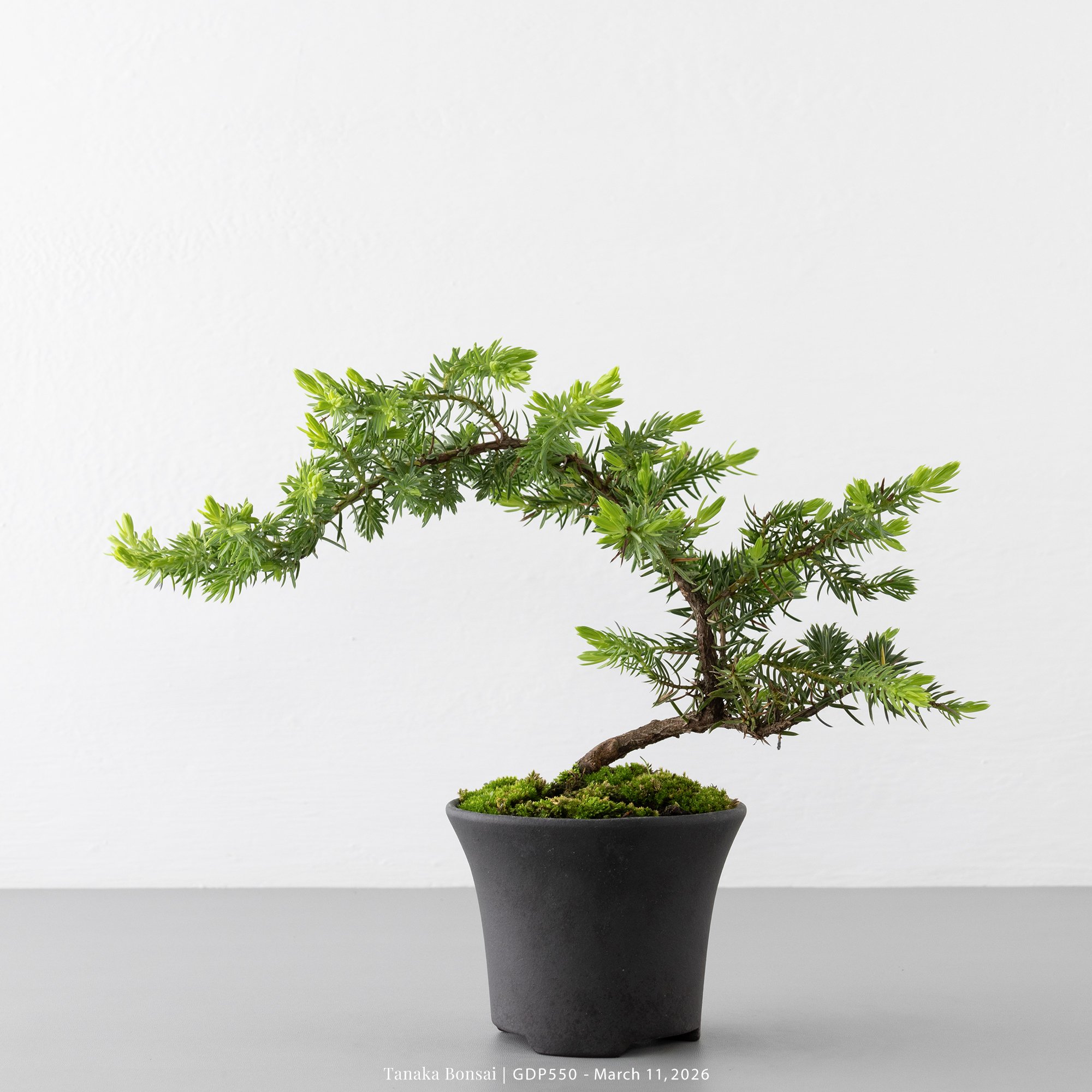 黃金杜松｜GDP550