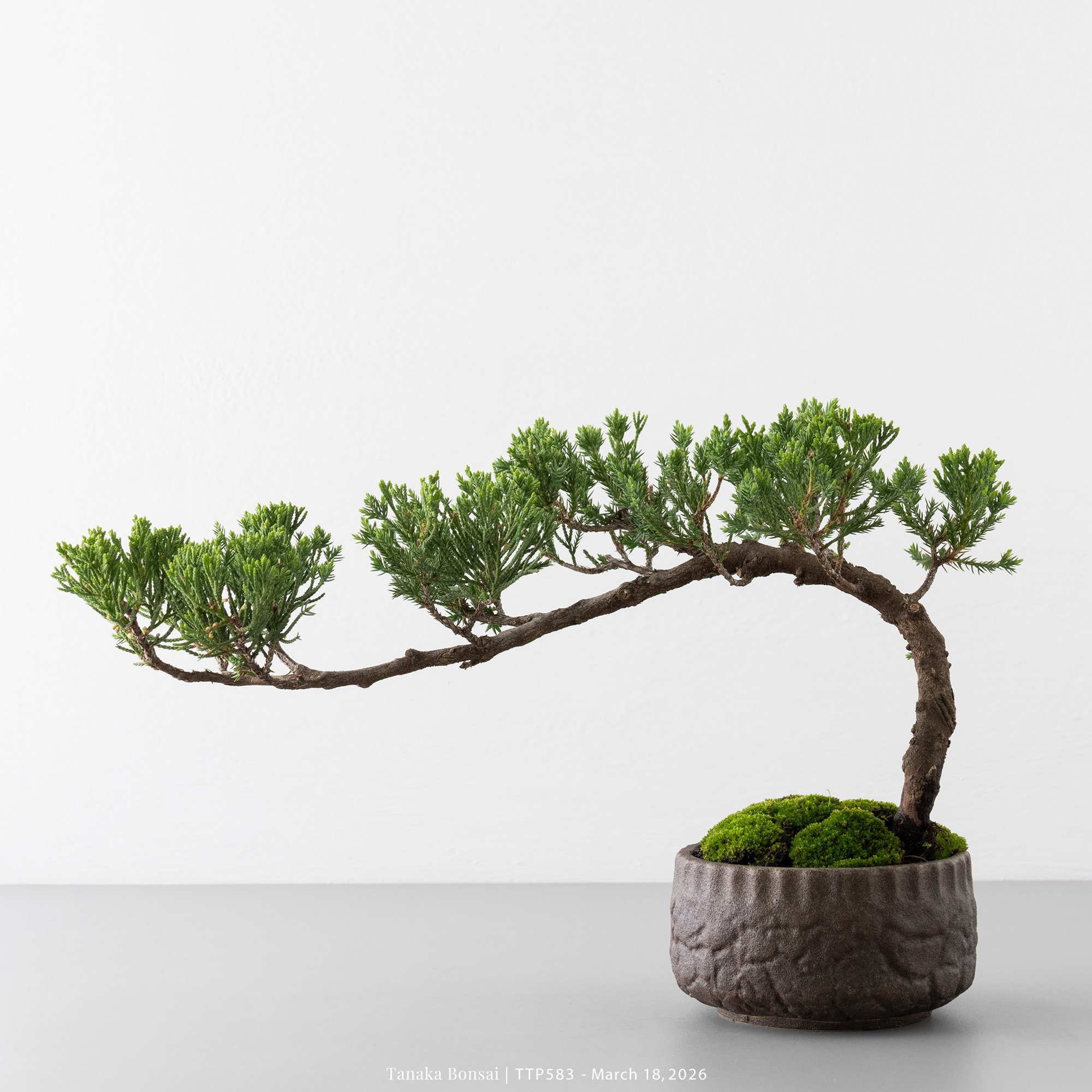 臺灣真柏｜TTP583