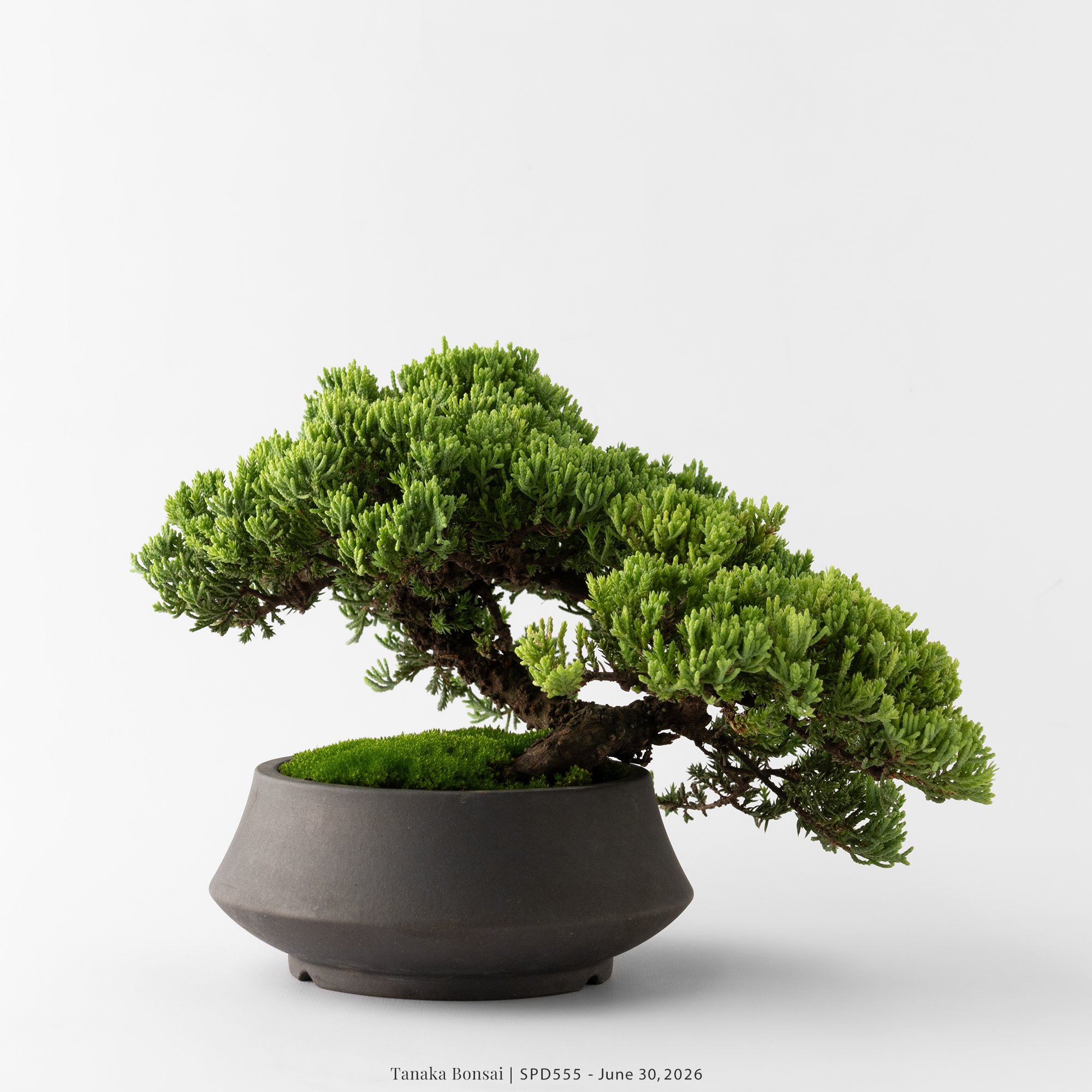 珍珠柏｜SPD555