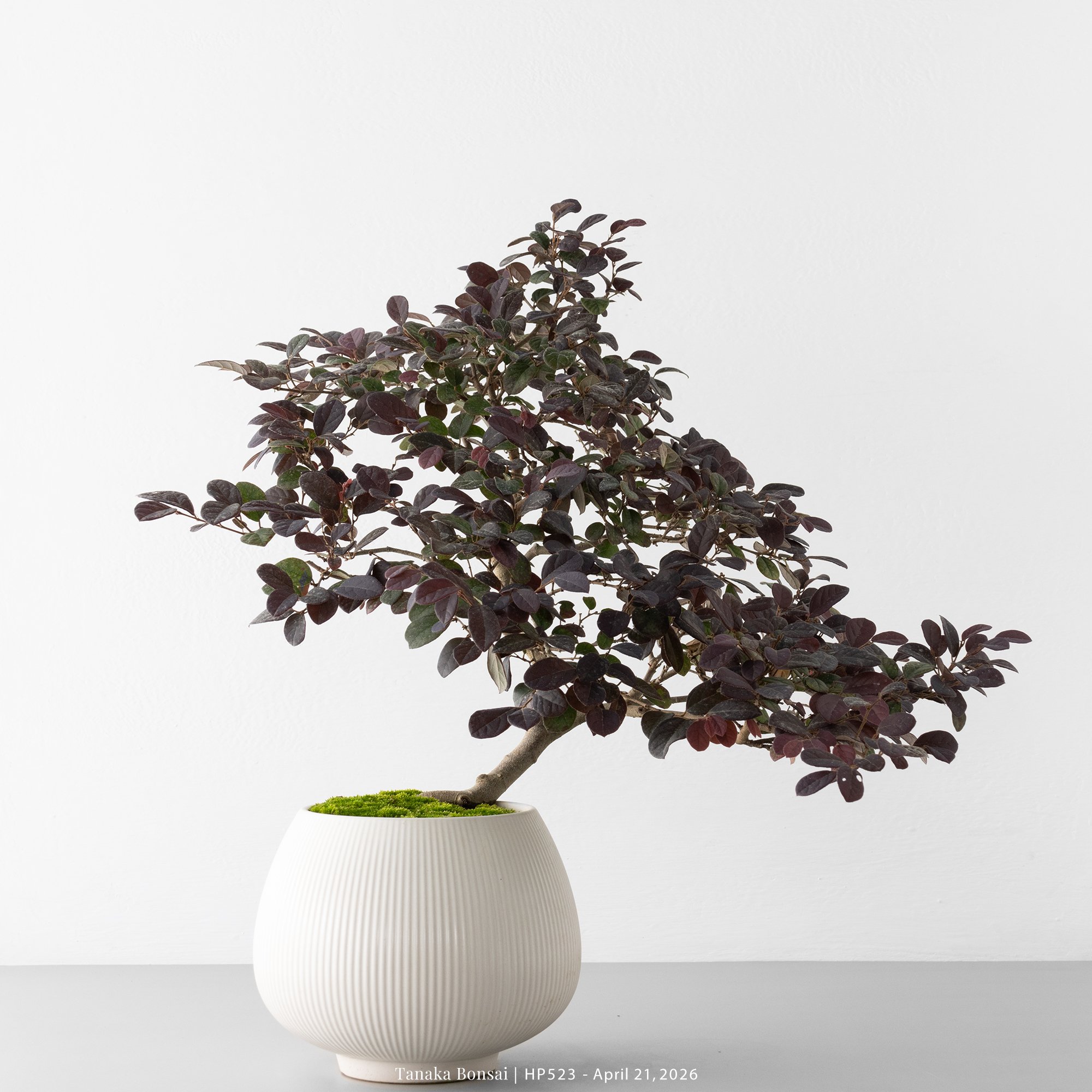 紅花繼木｜HP523