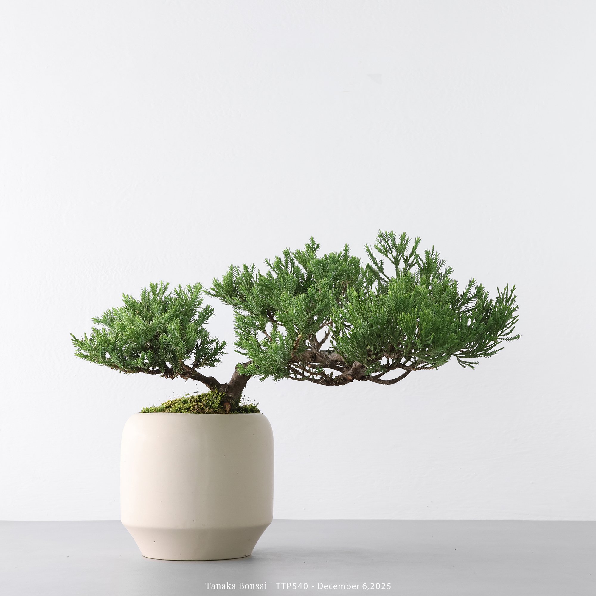 台灣真柏｜TTP540