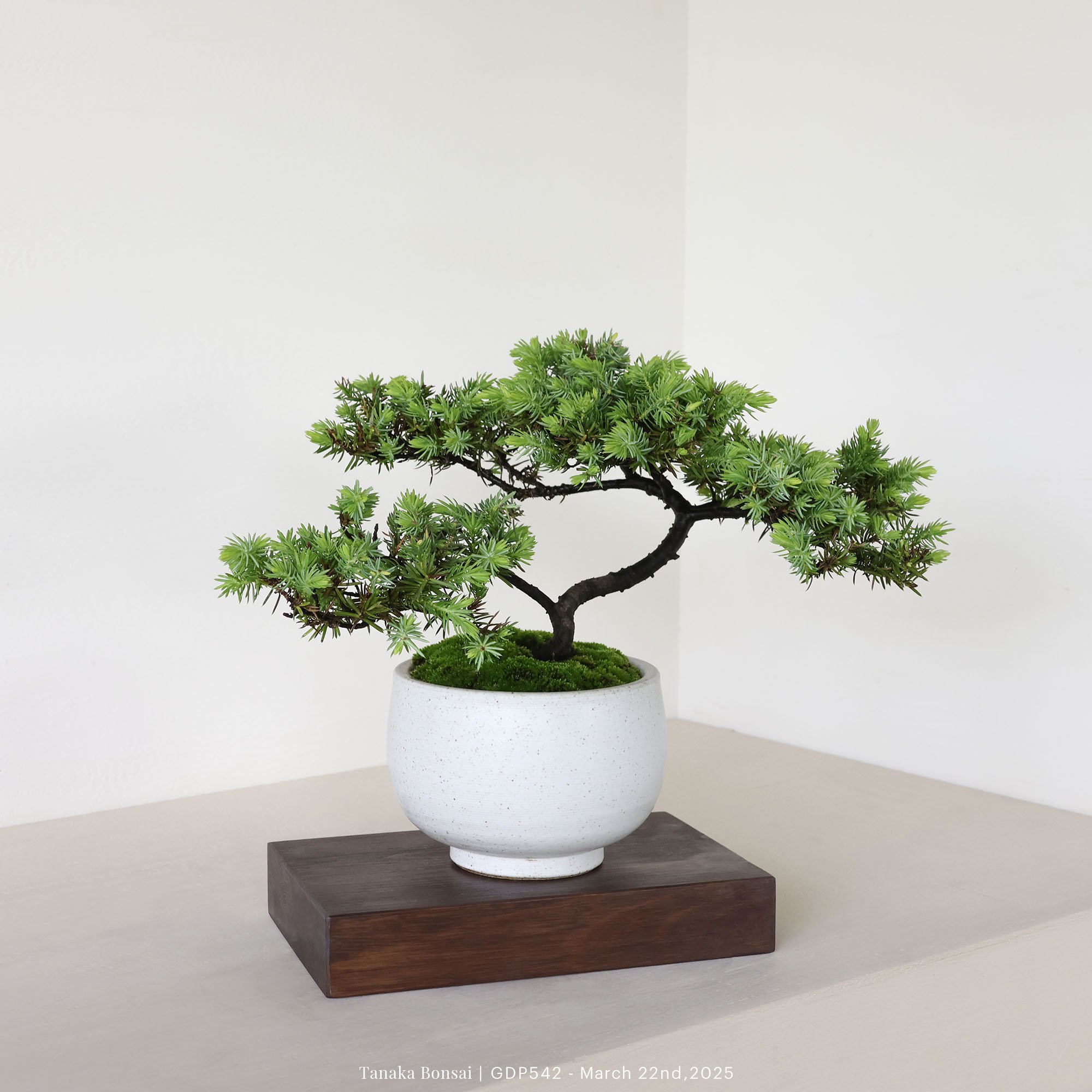 黃金杜松｜GDP542