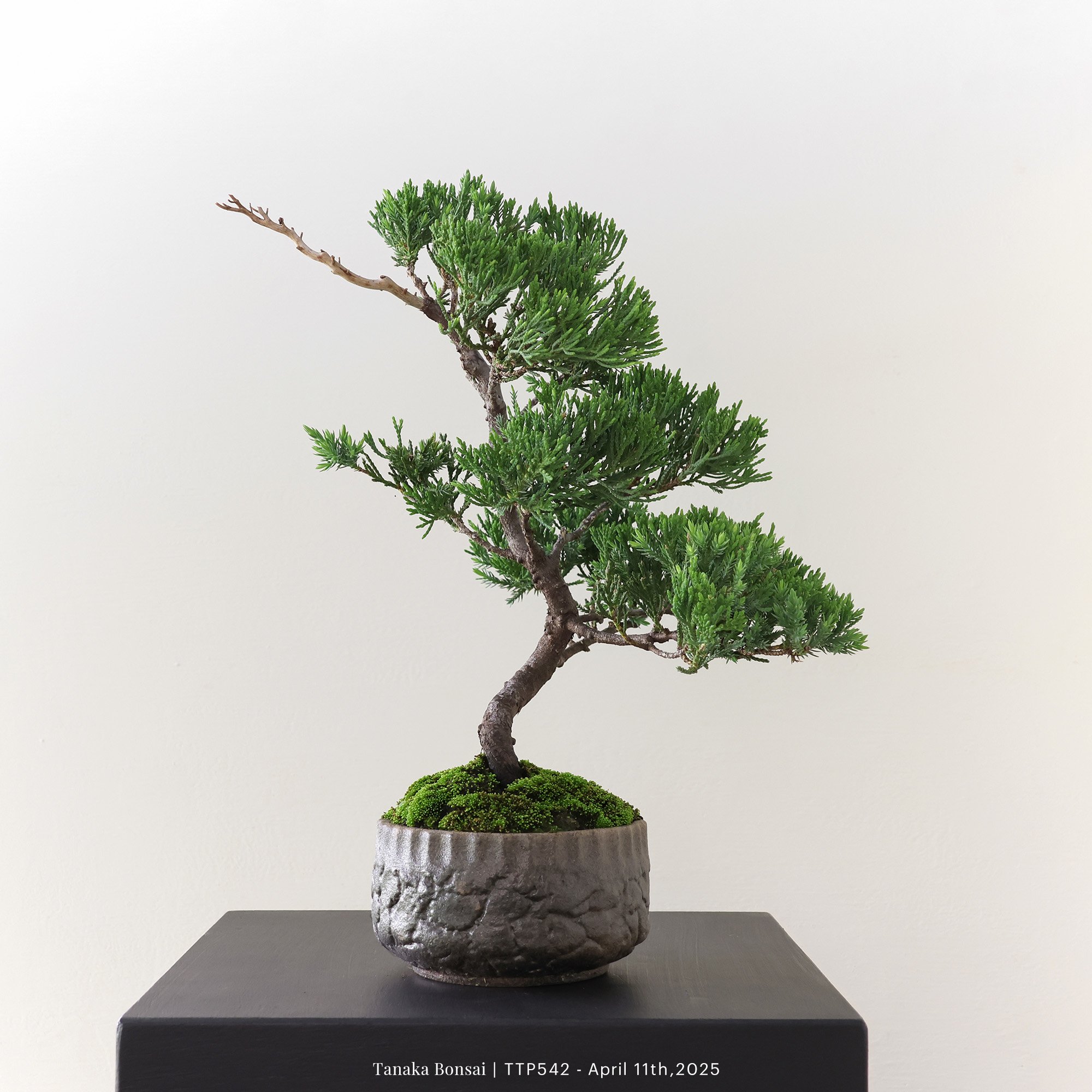 台灣真柏｜TTP542