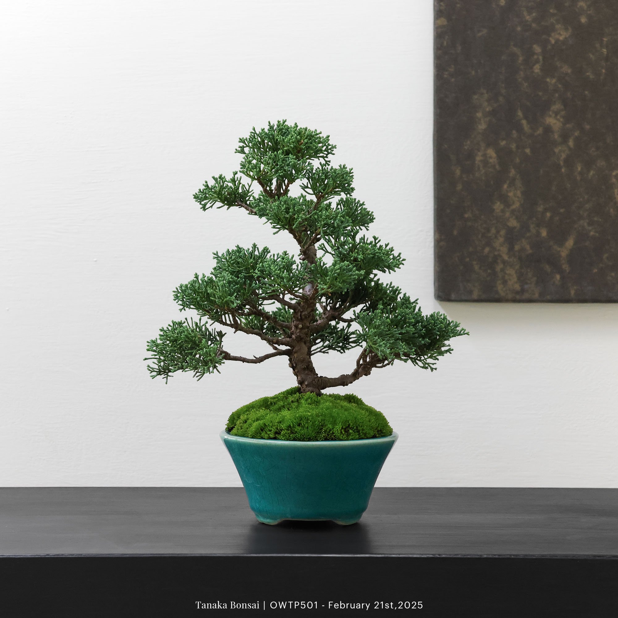 【官網限定】紀州真柏｜OWTP501