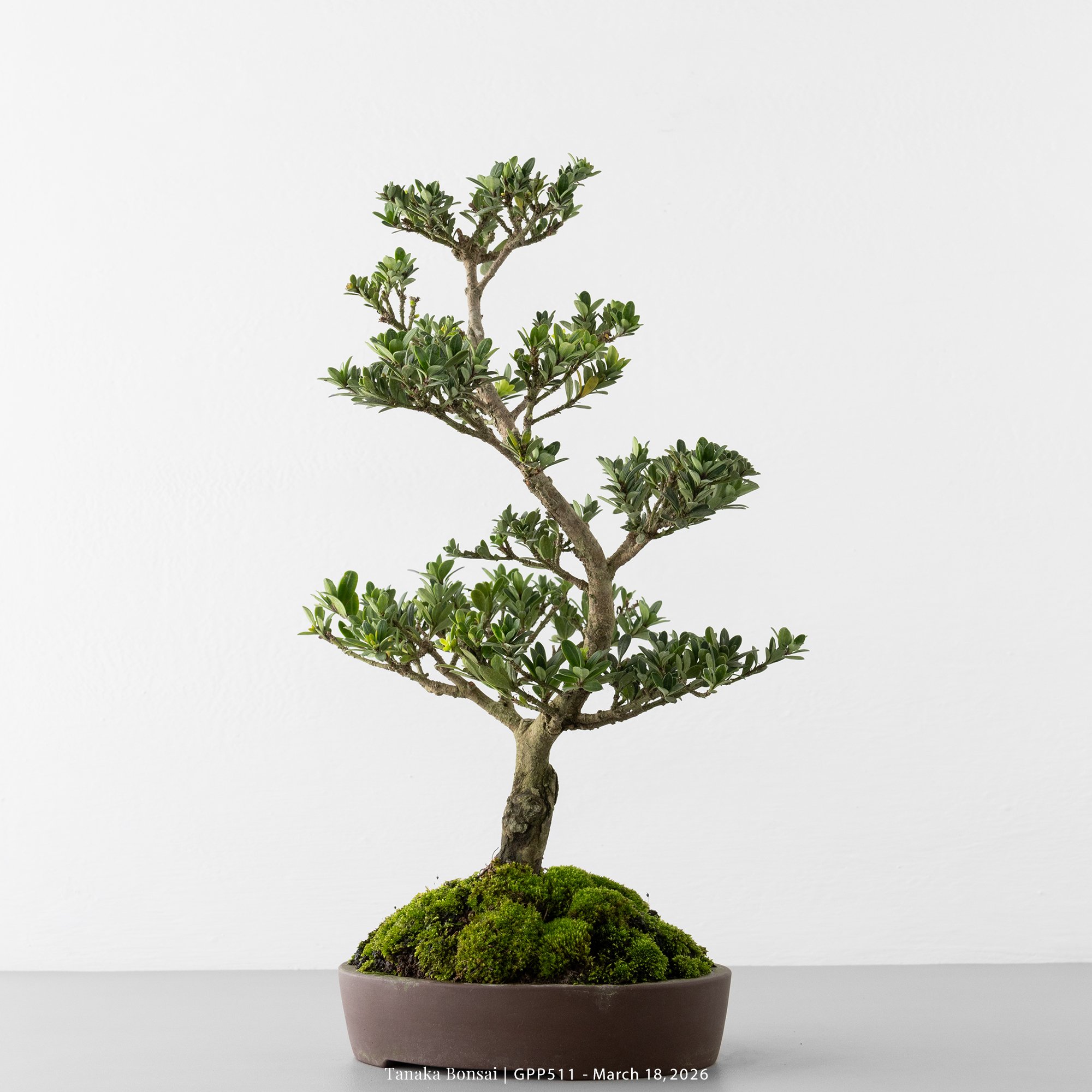 綠鑽羅漢松｜GPP511