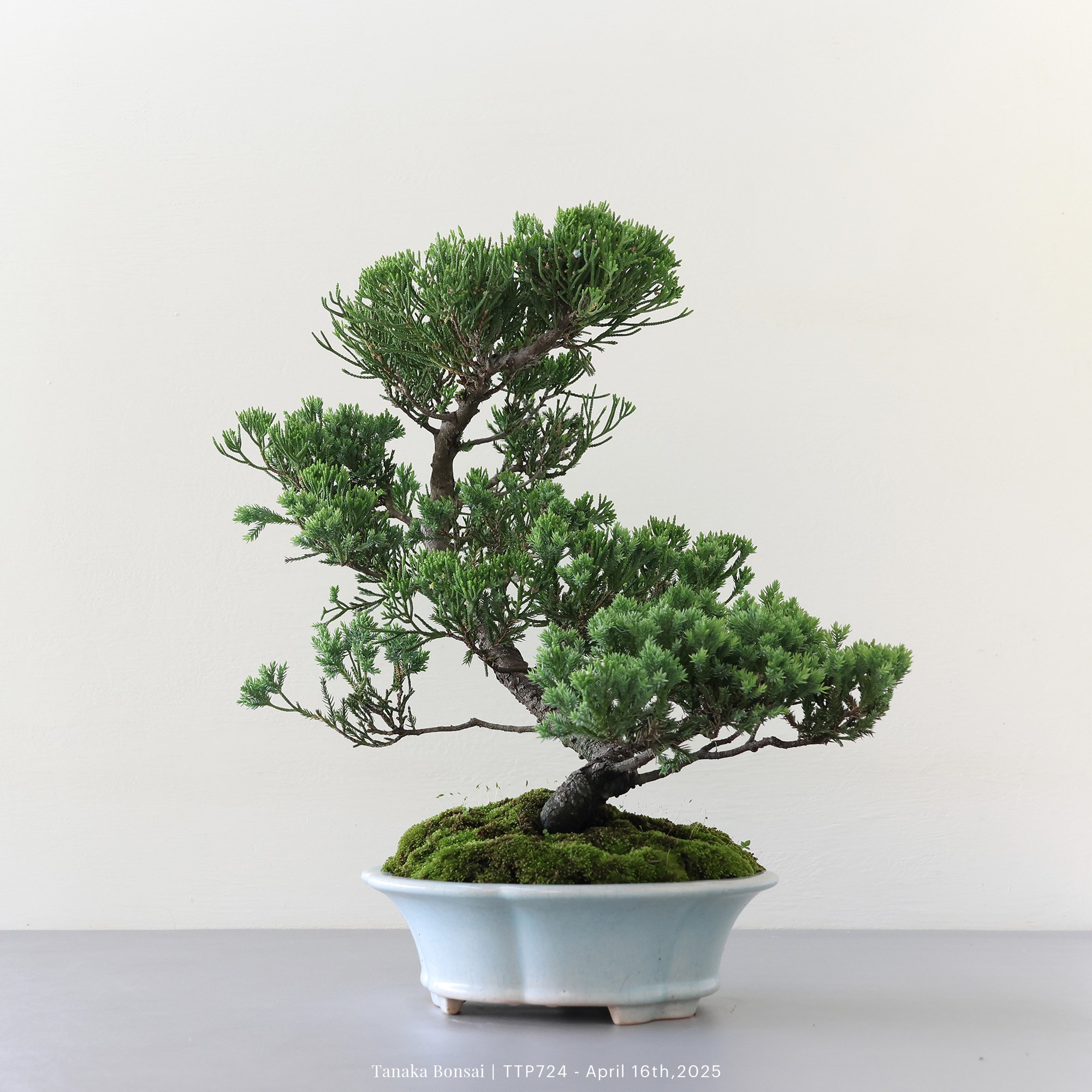 台灣真柏｜TTP724