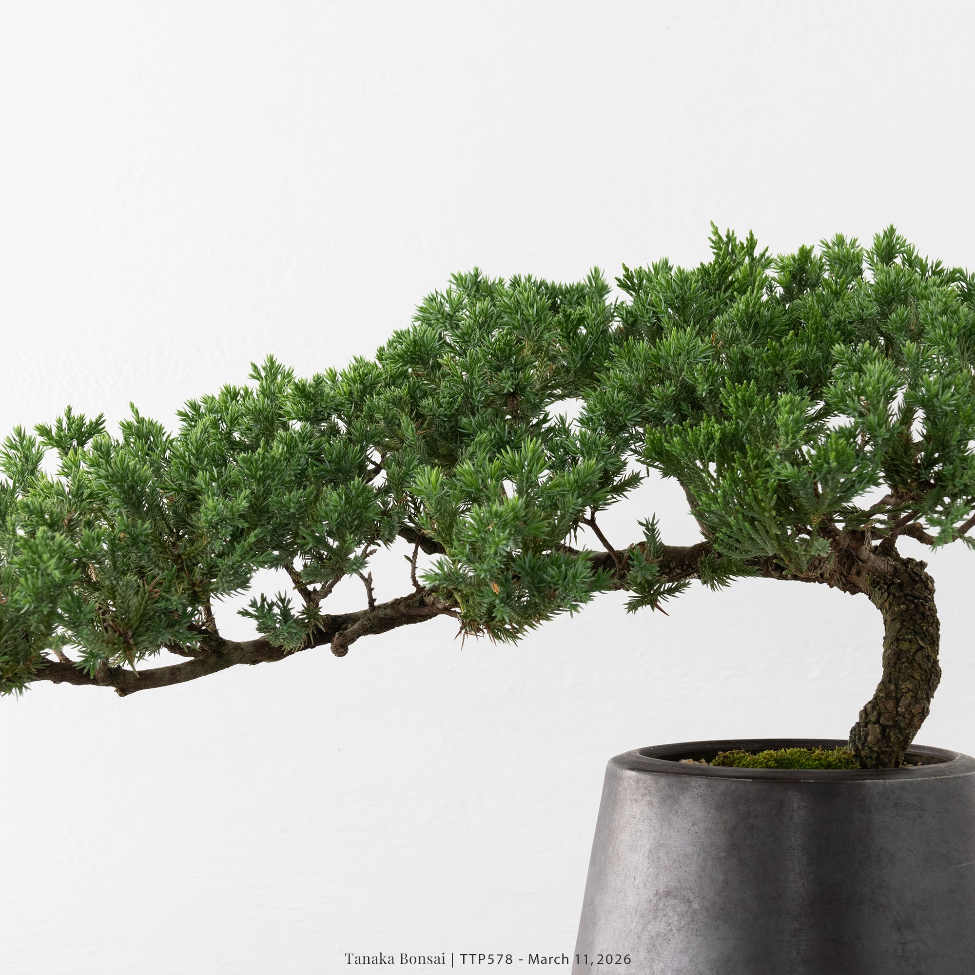 臺灣真柏｜TTP578