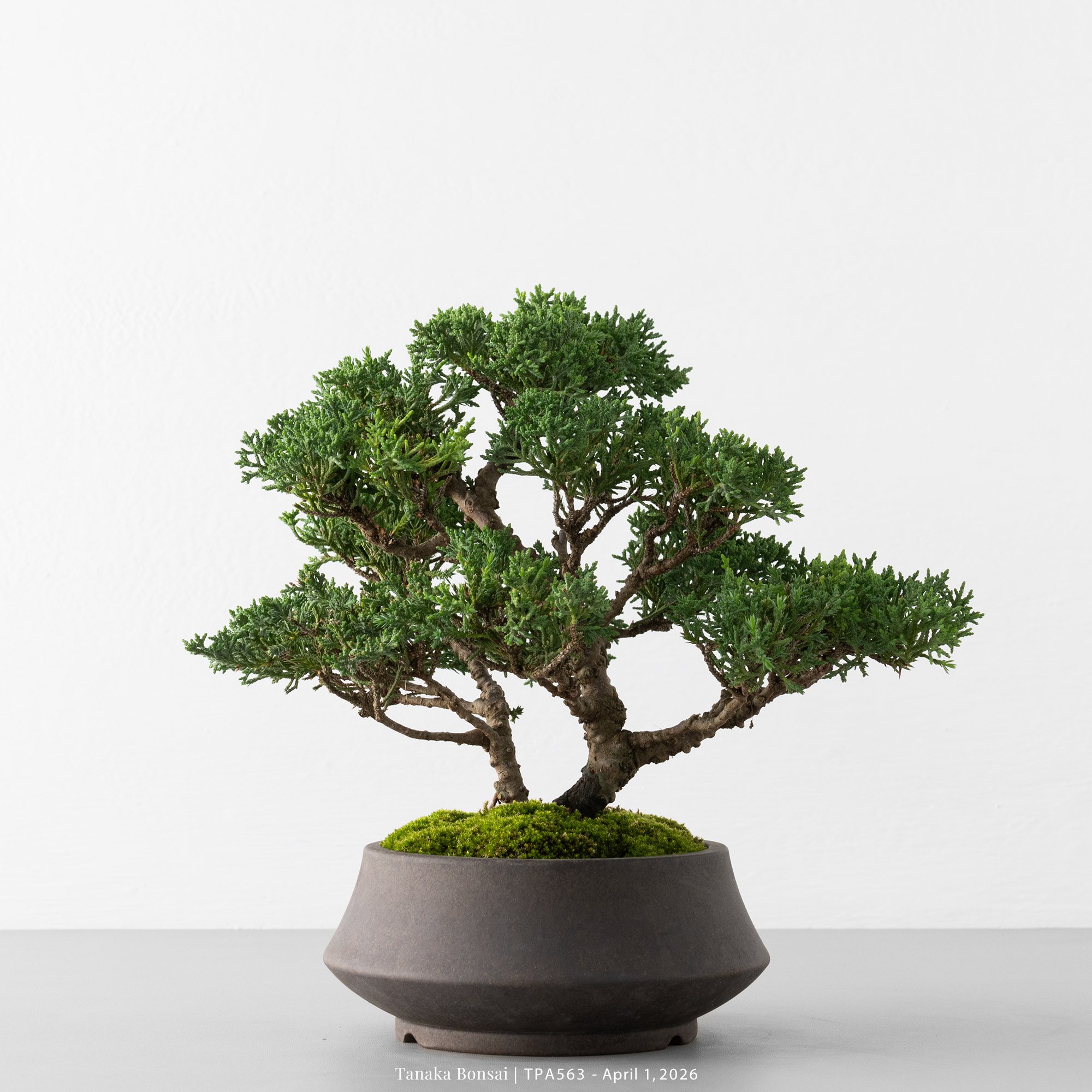 紀州真柏｜TPA563