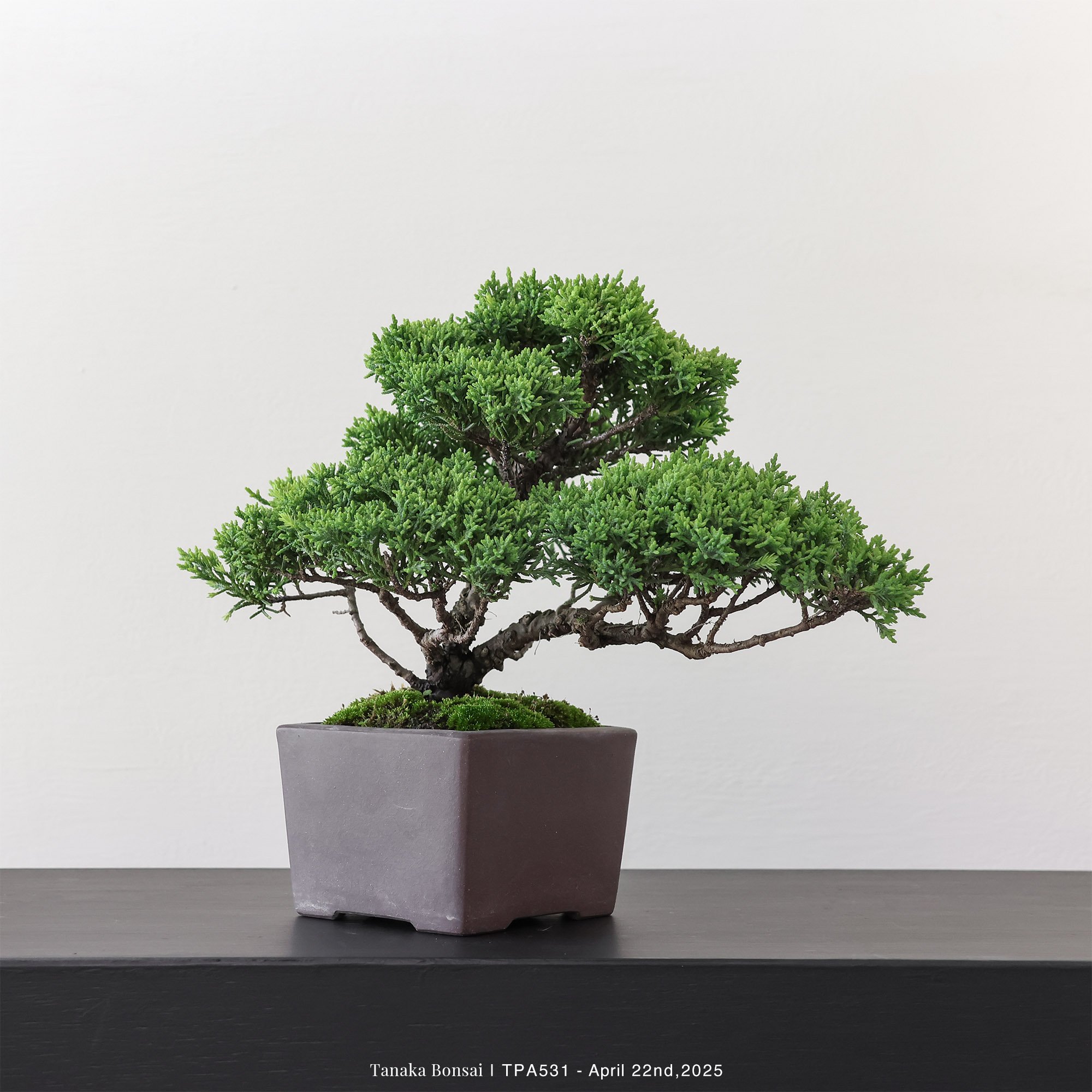 紀州真柏｜TPA531